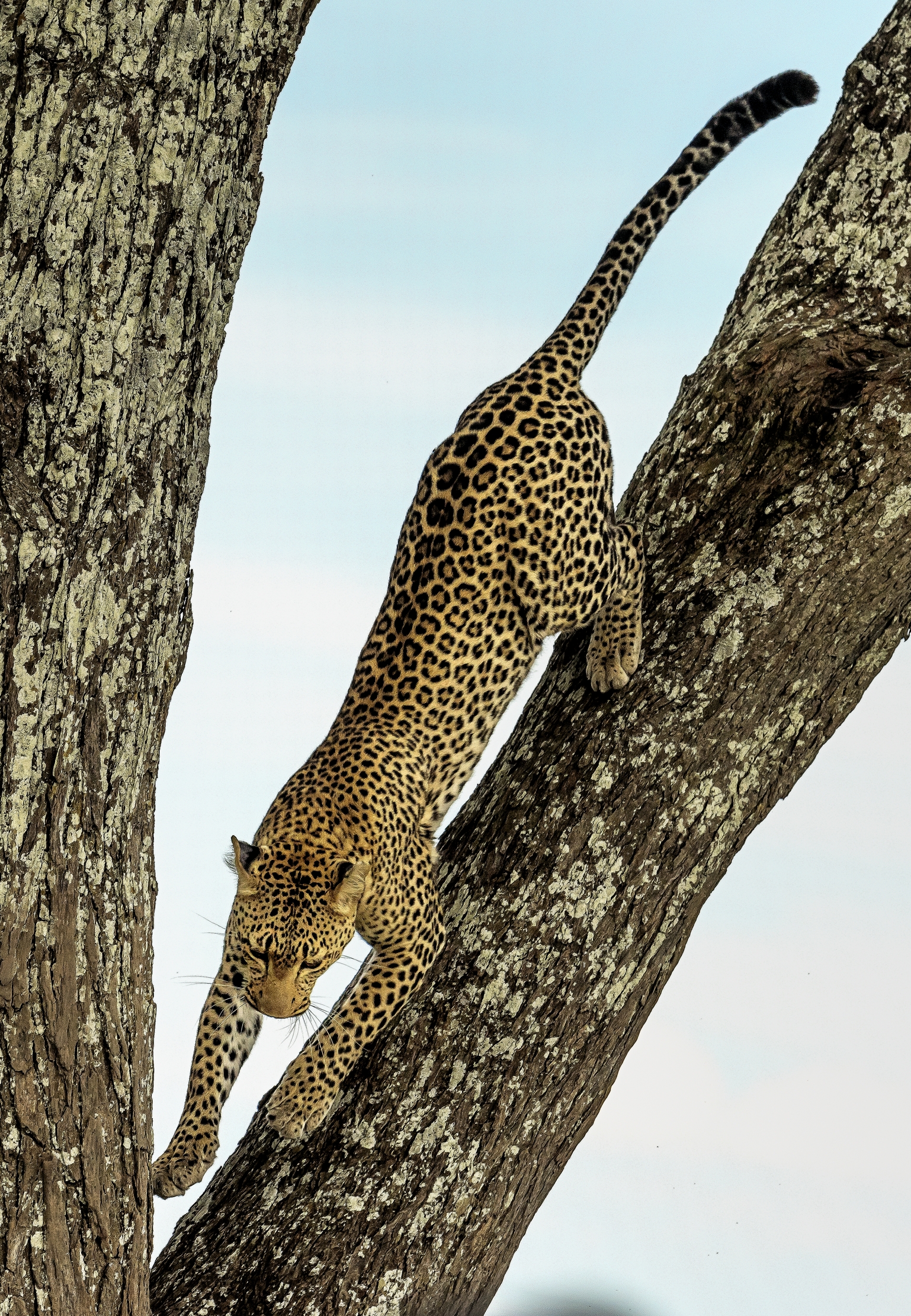 Tanzania 2016 - Serengeti