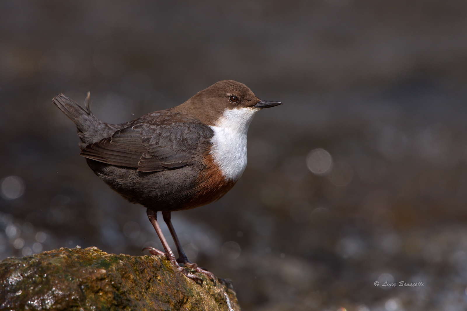 dipper
