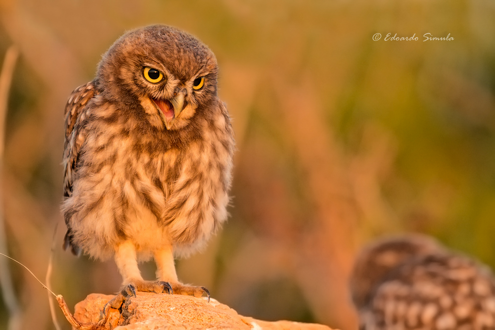 Giovane civetta