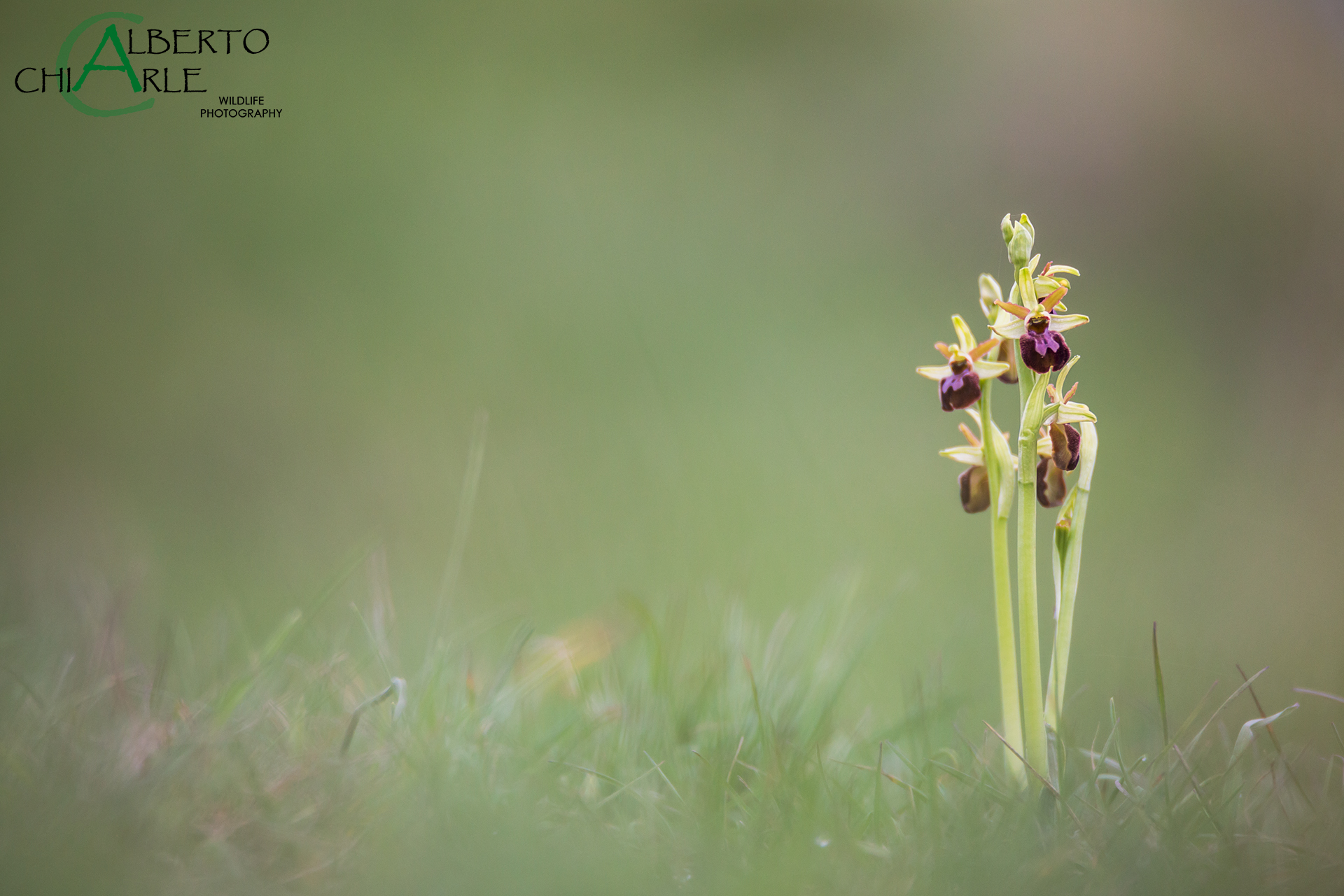 Ophrys sphegodes