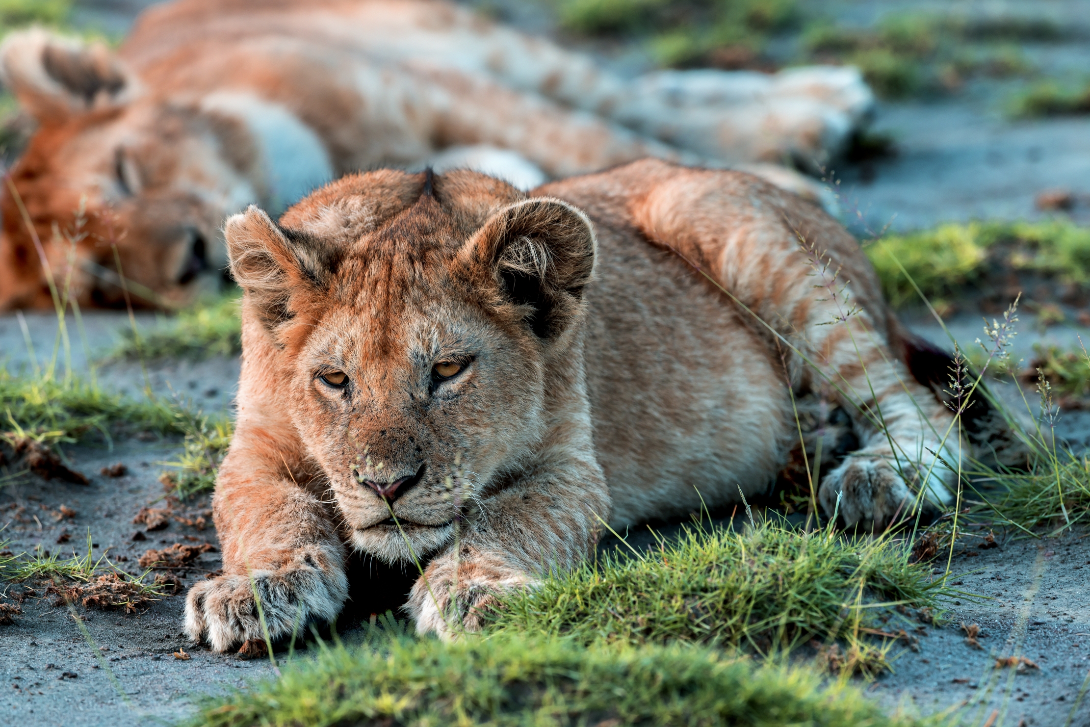 Tanzania 2016 - Noia...