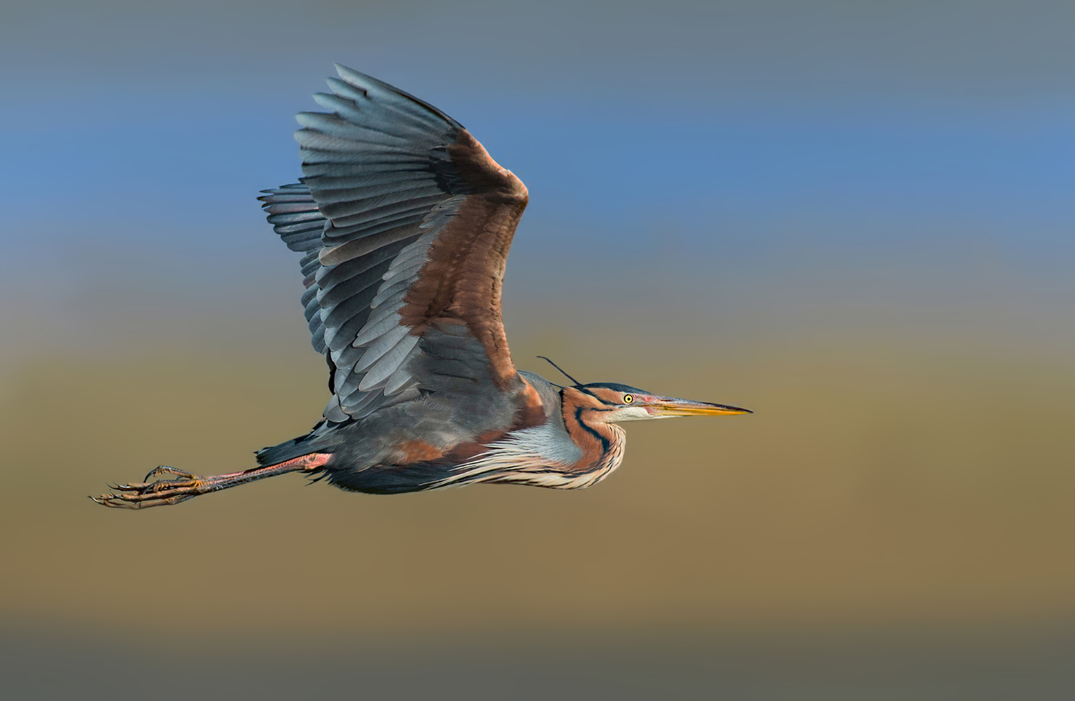 purple heron