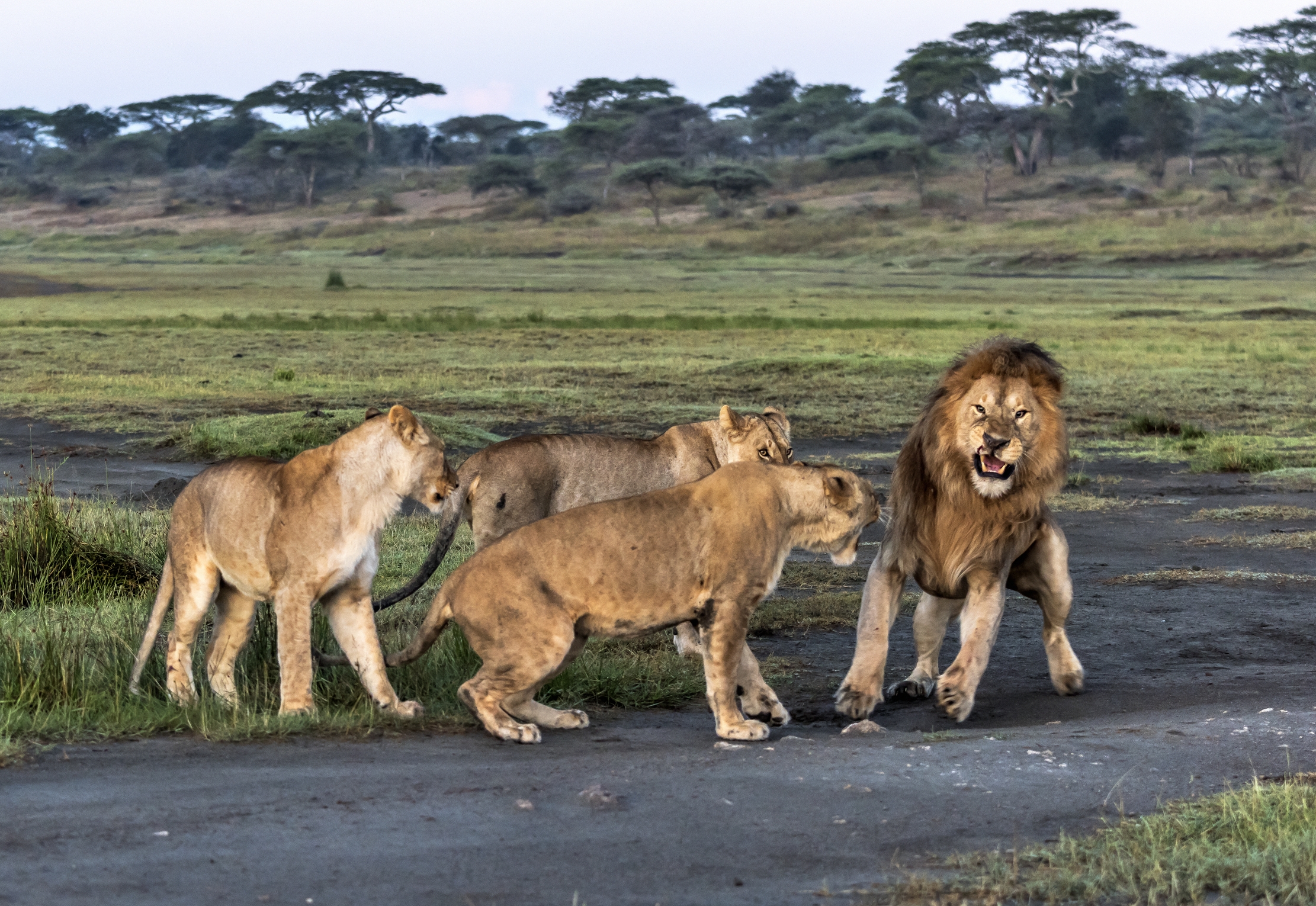 Tanzania 2016 - Donne contro uomo....