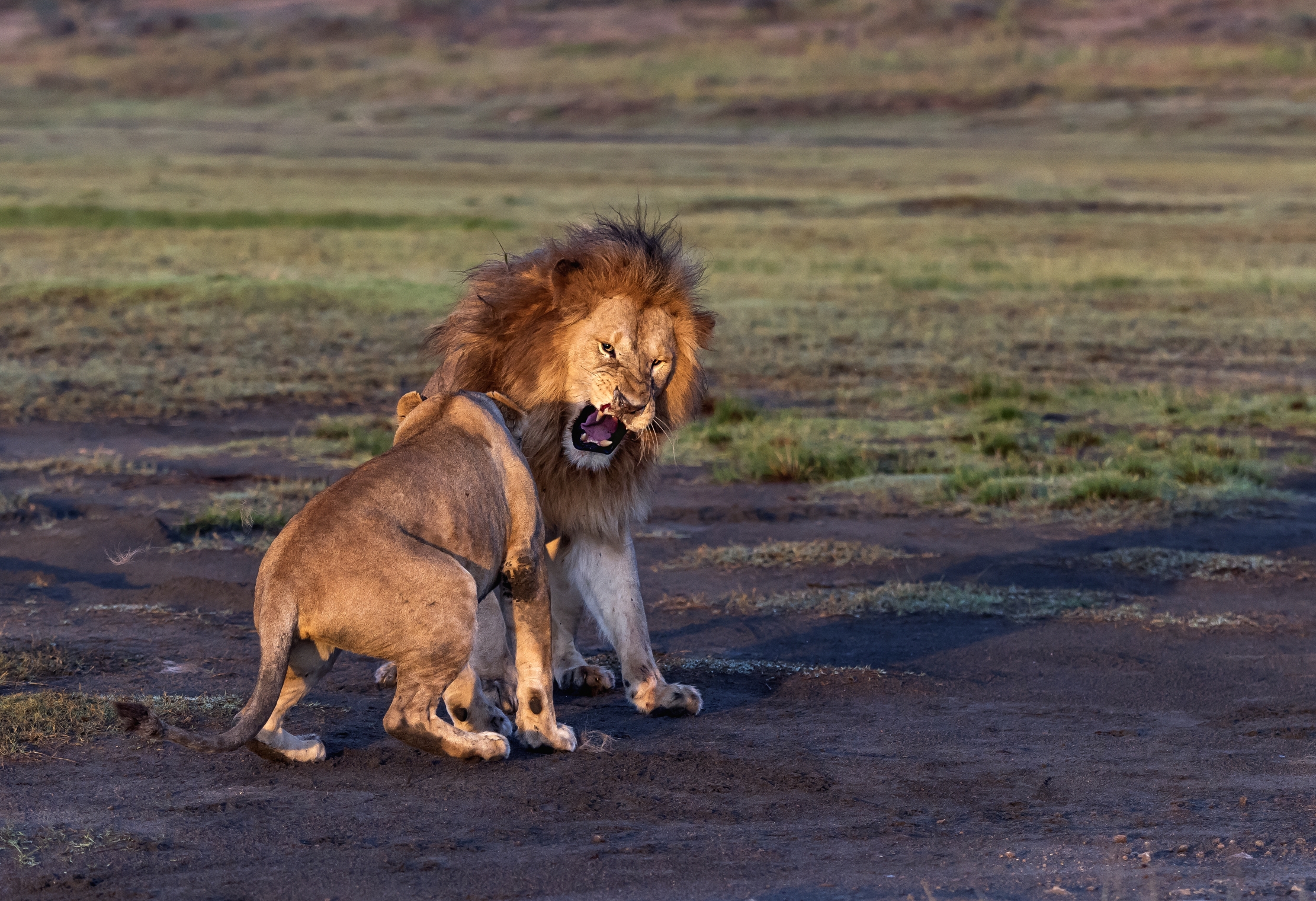 Tanzania 2016 - Incompatibilità