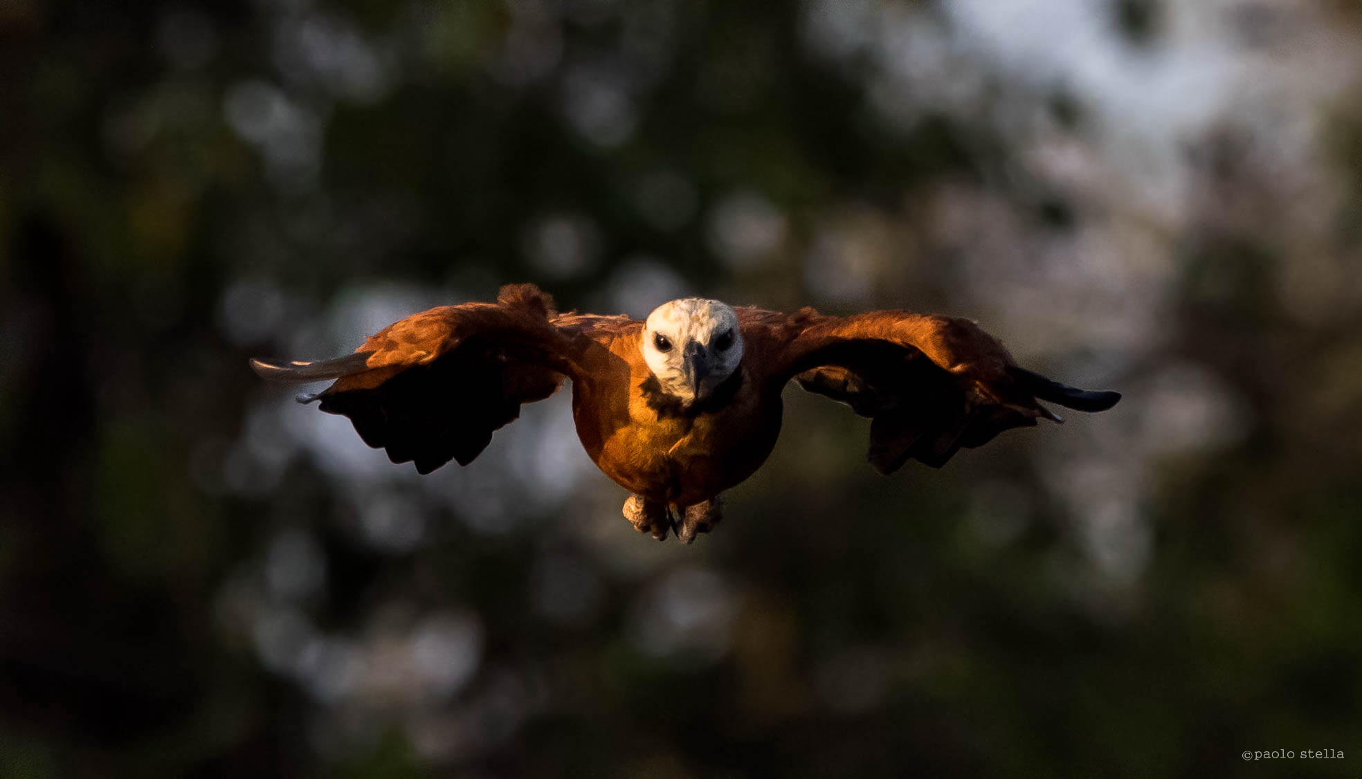 Black-collared hawk - 3