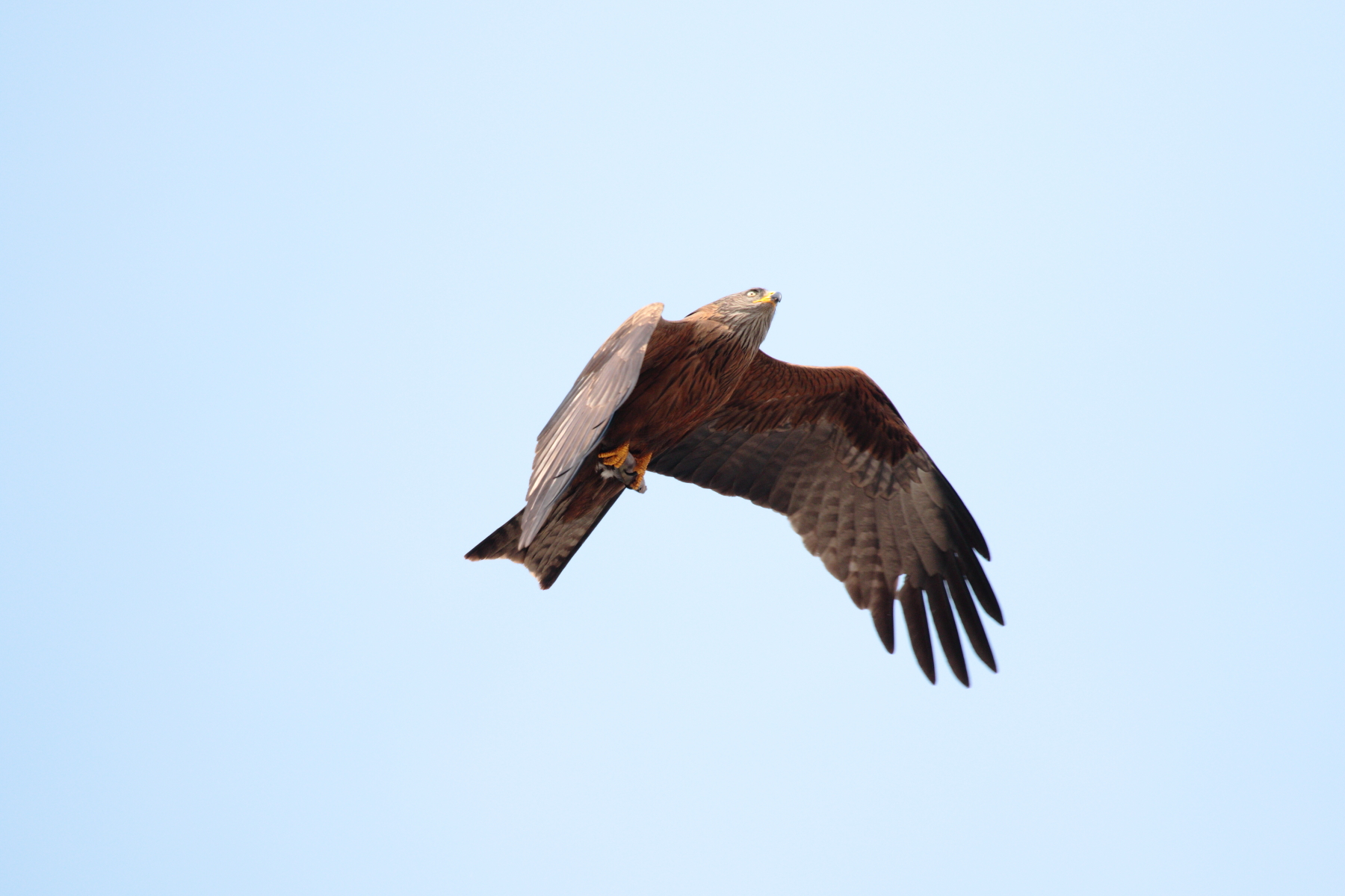 Kite with prey