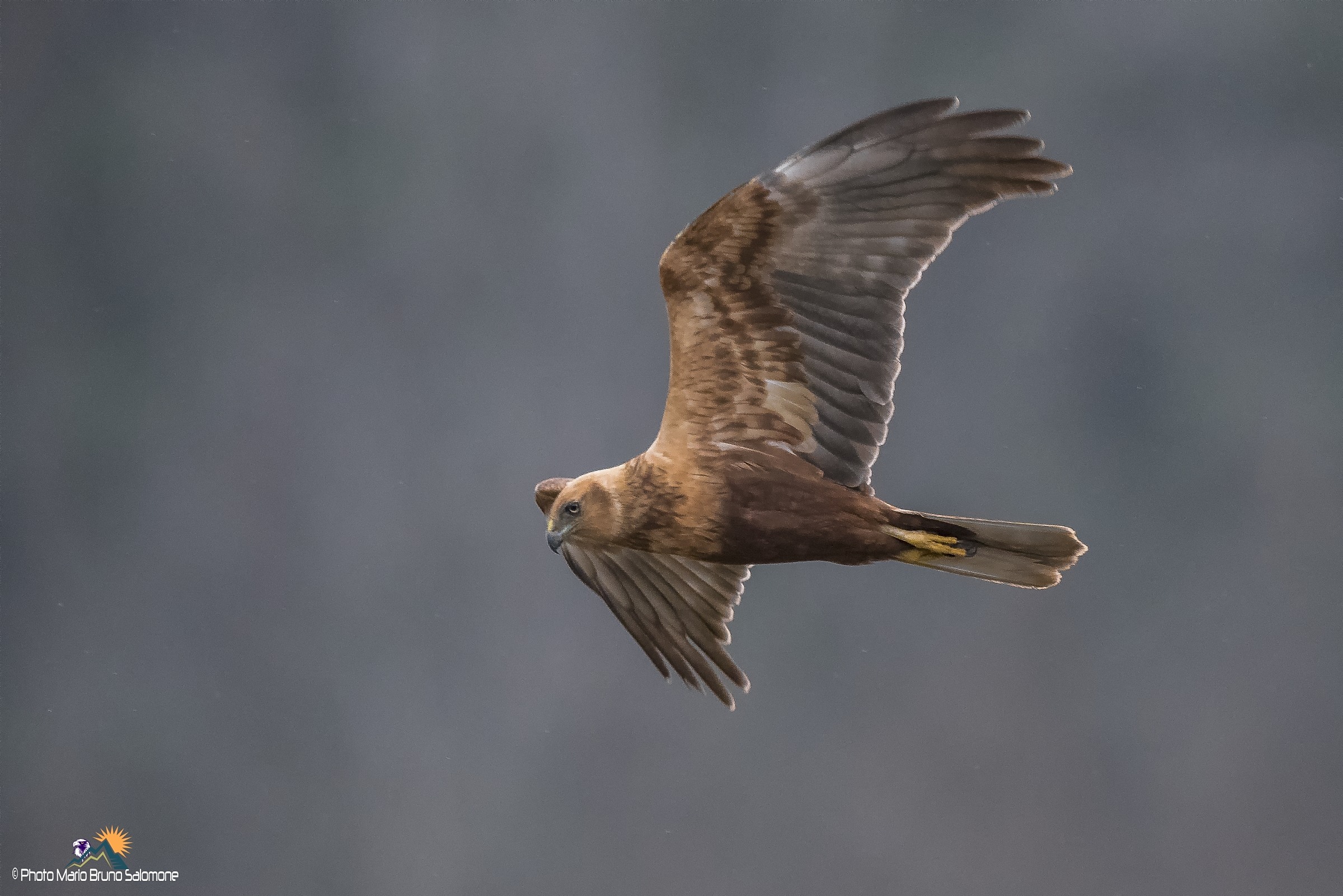 Falco di palude in giornata uggiosa.