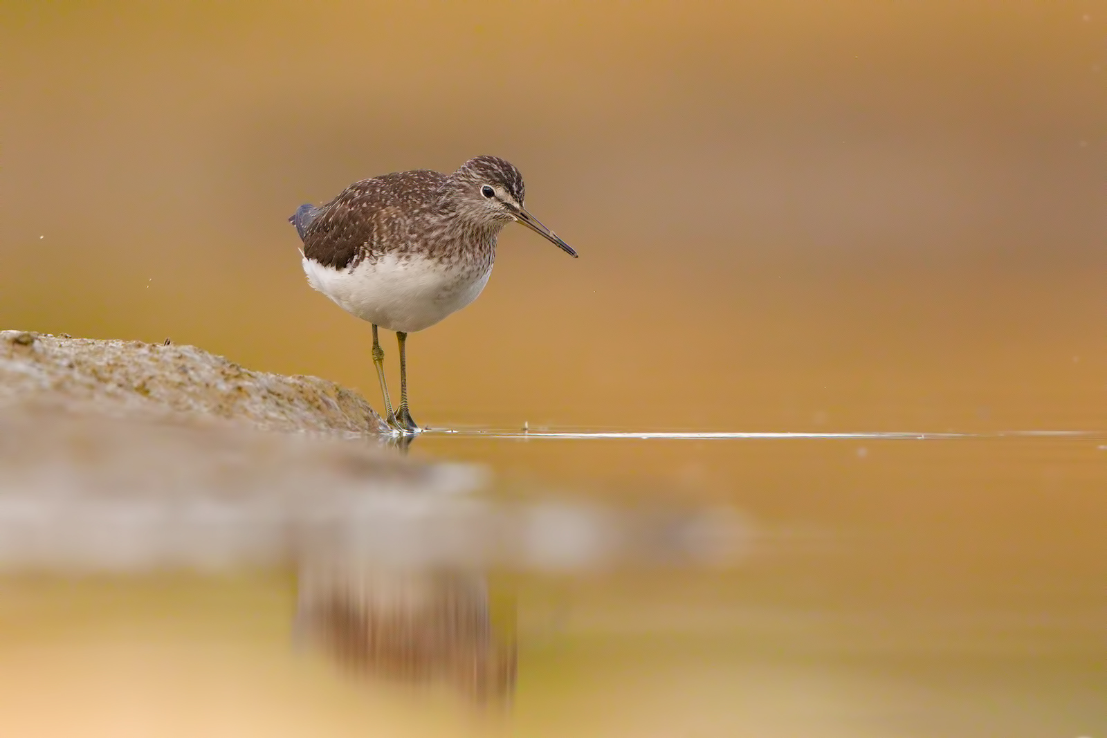 Piro piro culbianco alle primissime luci