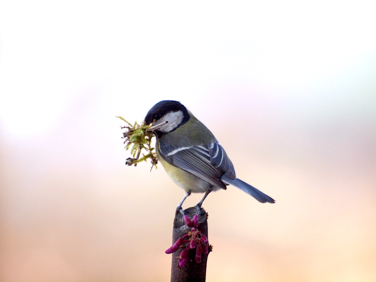 cinciarella in fase di costruzione nido
