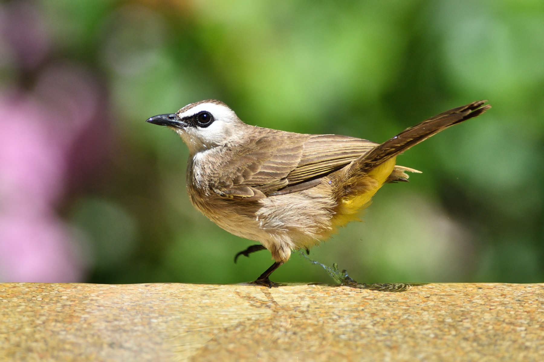 BULBUL (Picnonotus golavier) - Thailand