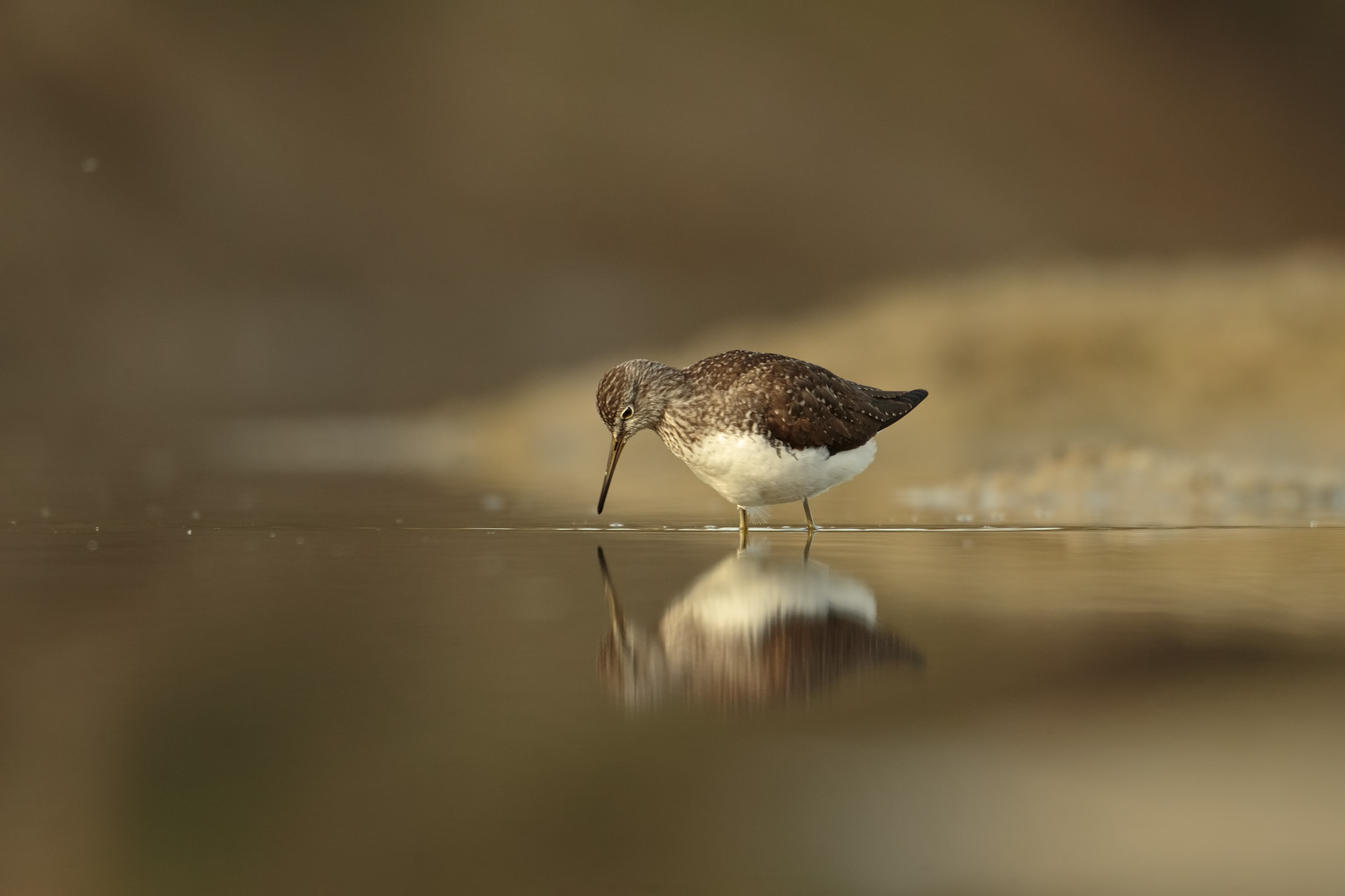Green Sandpiper dawn