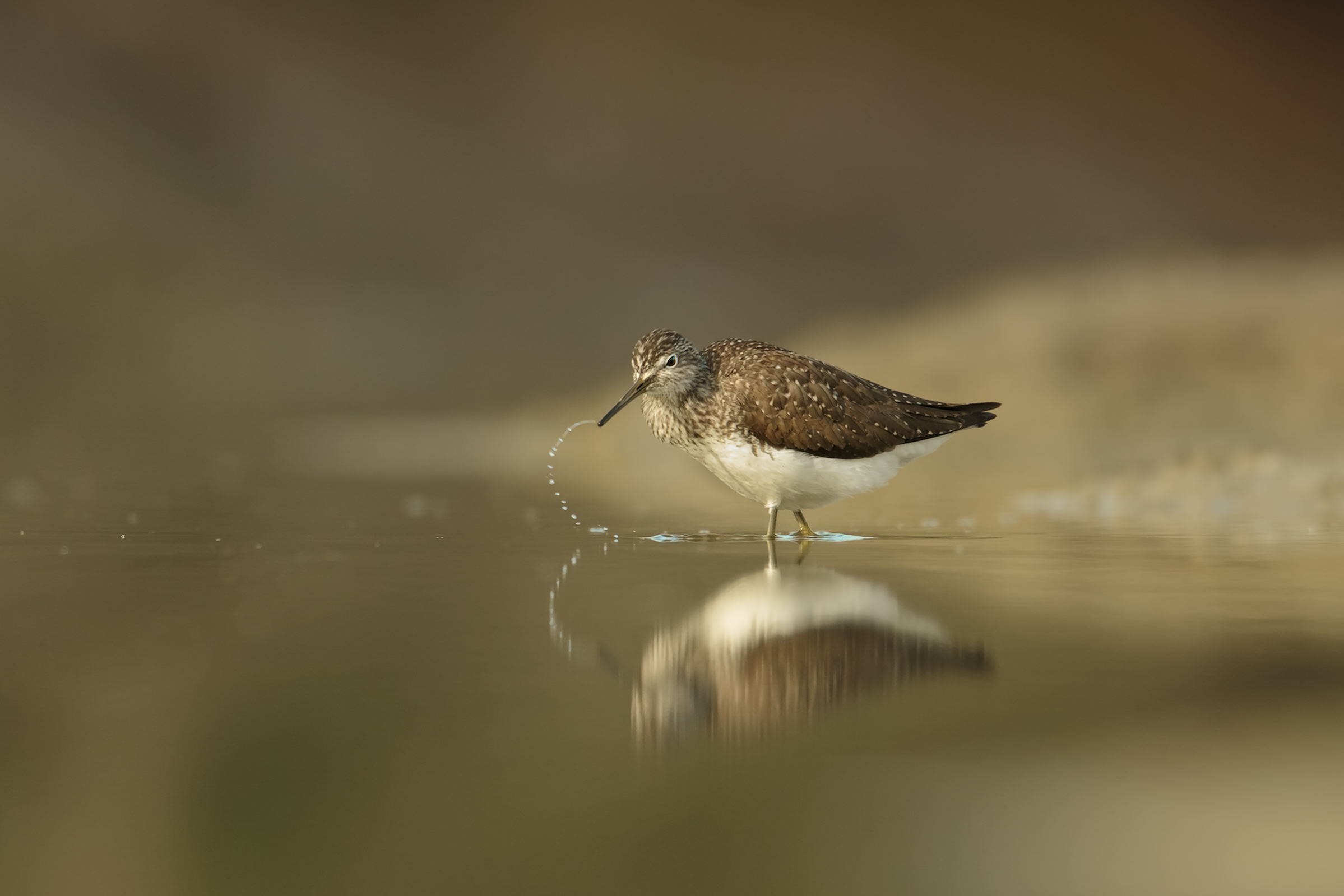 Green Sandpiper