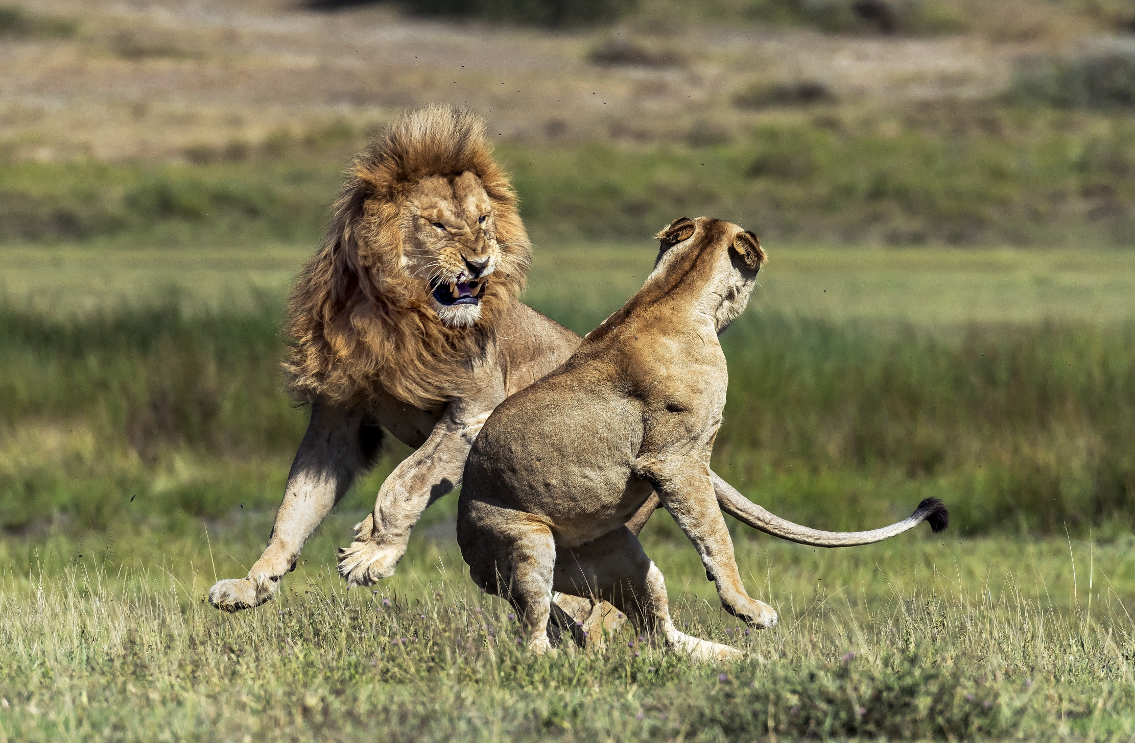 Tanzania 2016 - Love