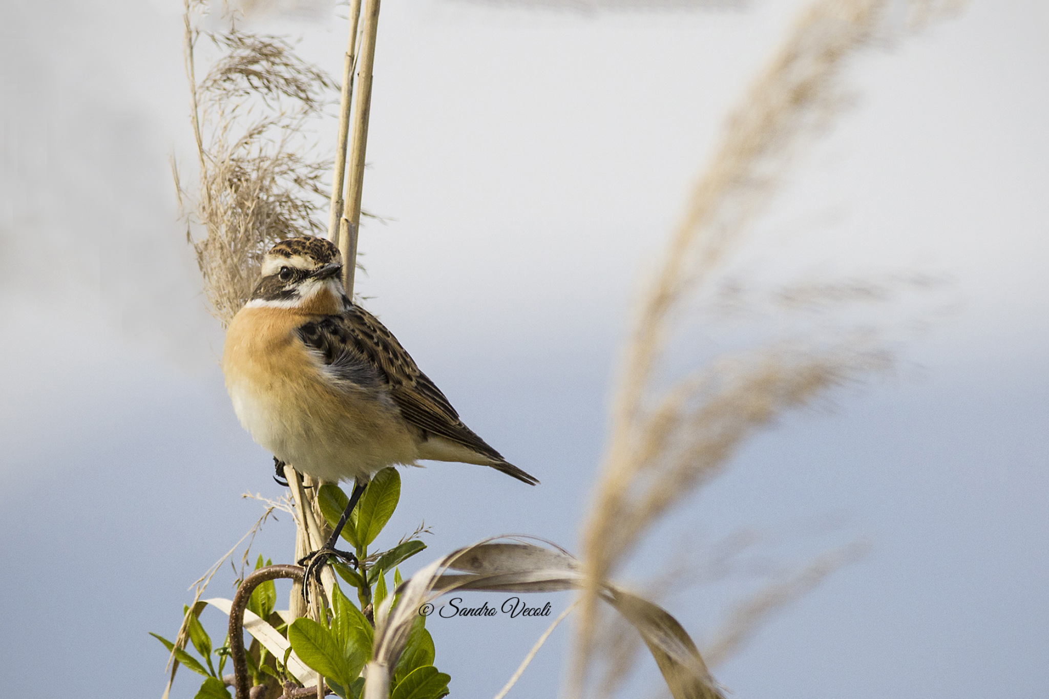 Stonechat (female)