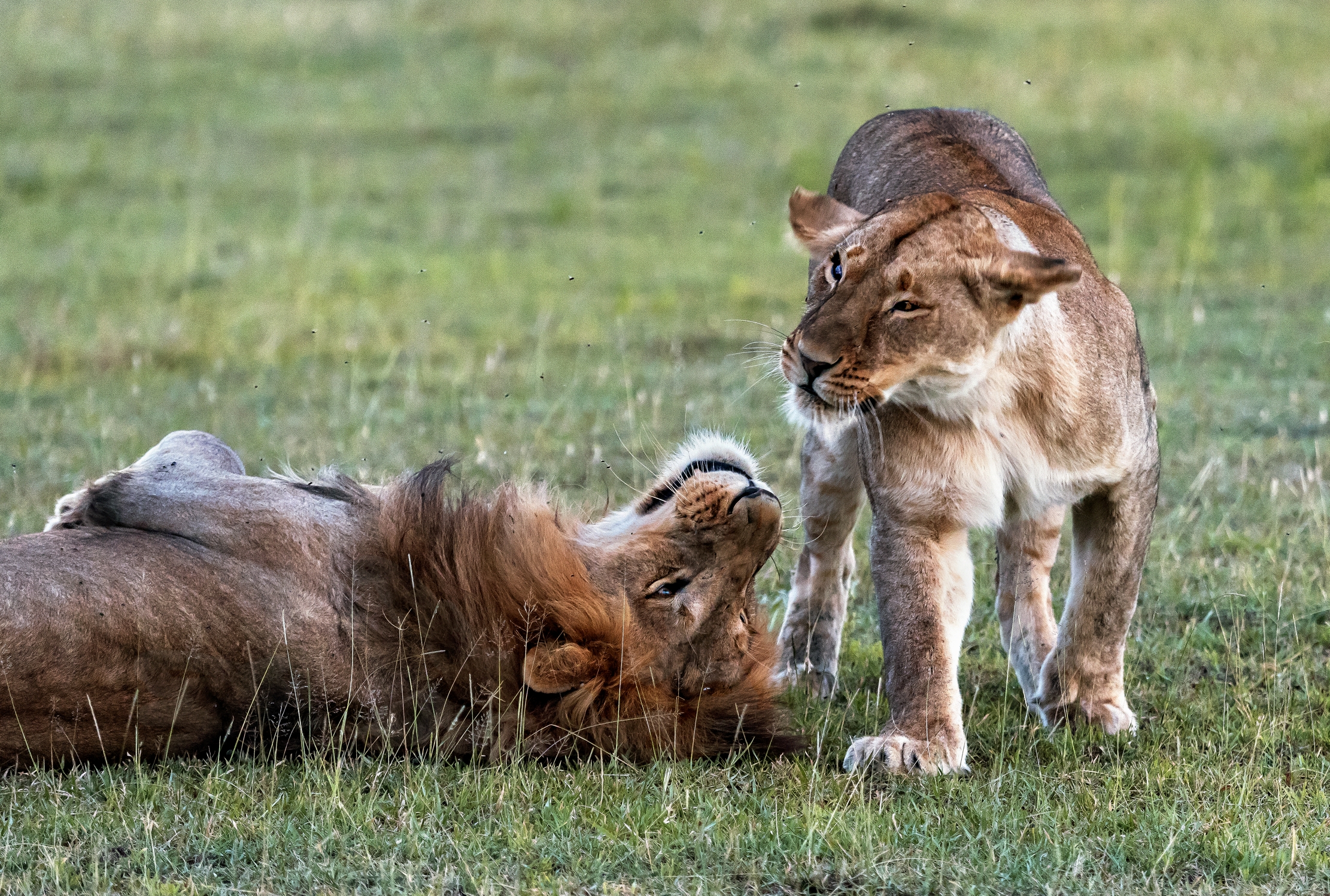 Tanzania 2016 - La simpatica Coppia