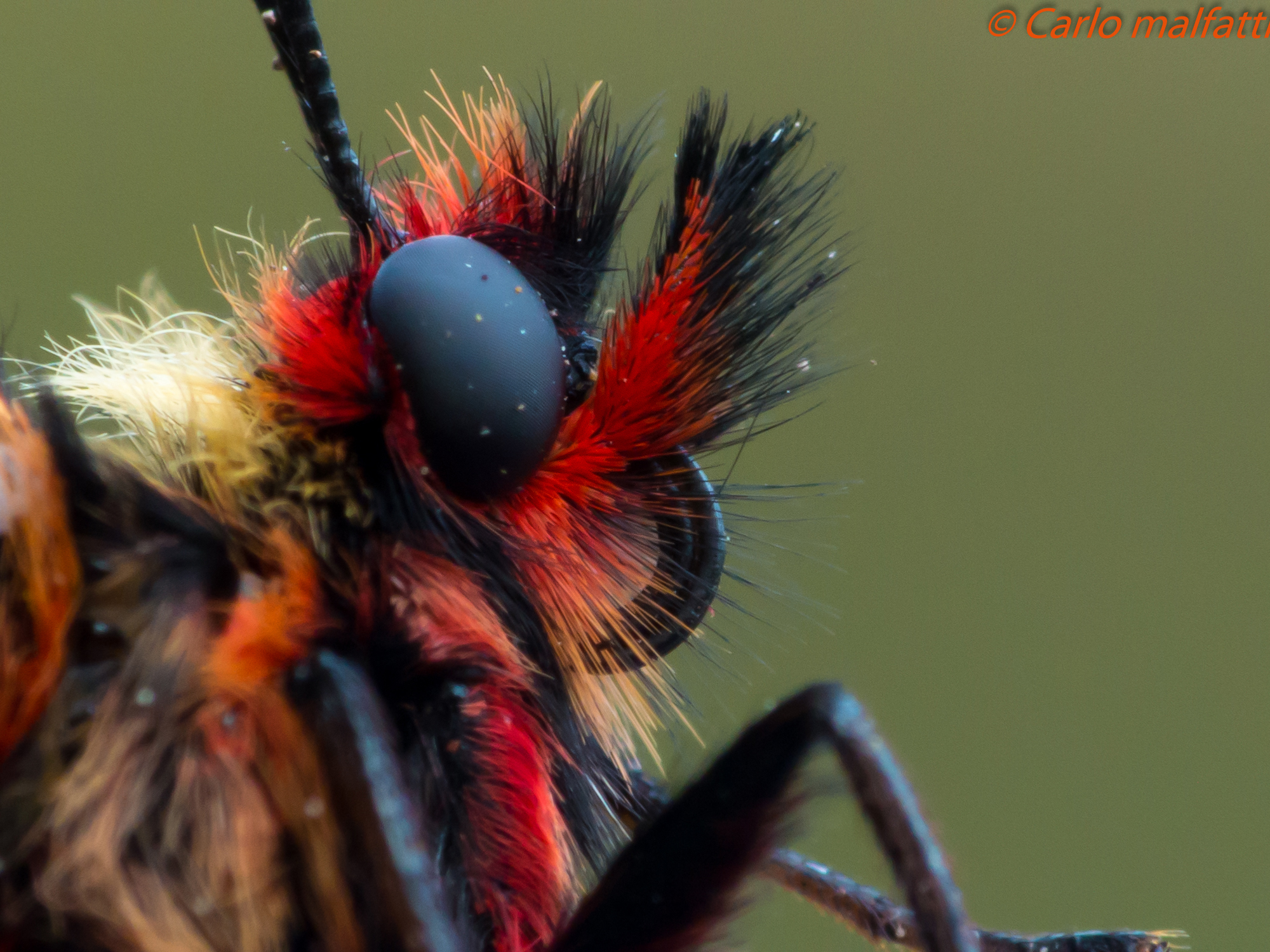 me the eye .. Extreme Close Zerynthia Polyxena
