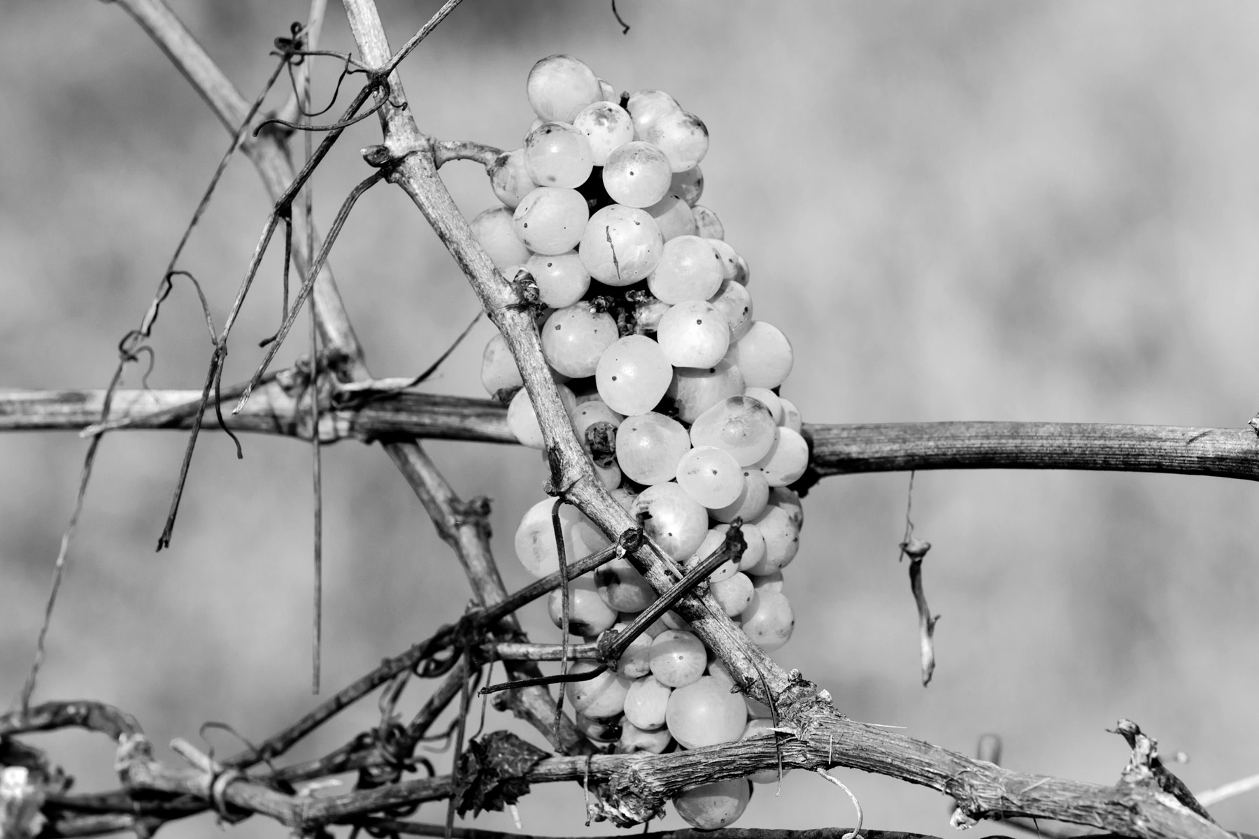 un'acino, a 'berry, a' berry ........