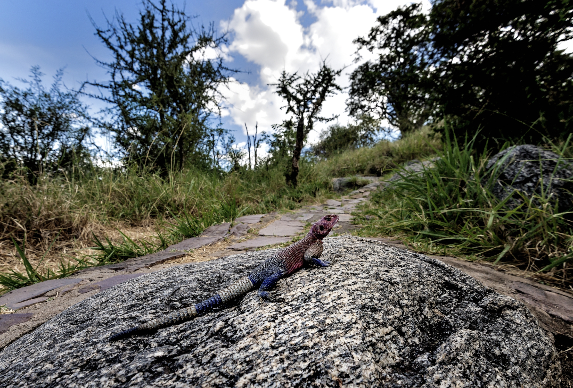 Tanzania 2016 - Agamidae
