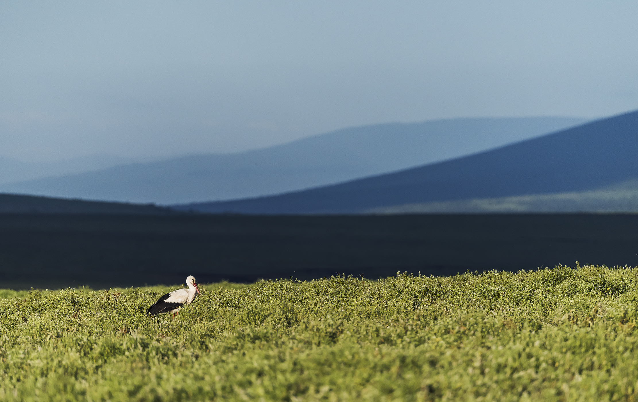 Tanzania 2016 - La cicogna