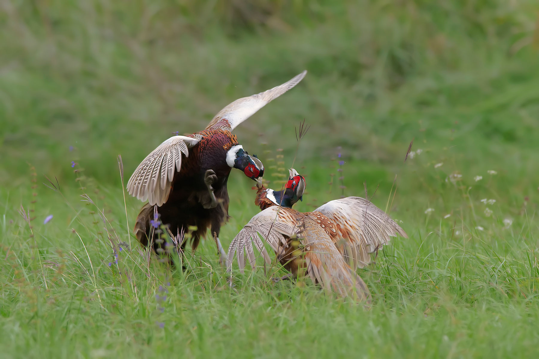 The "pecking". Fighting between males.