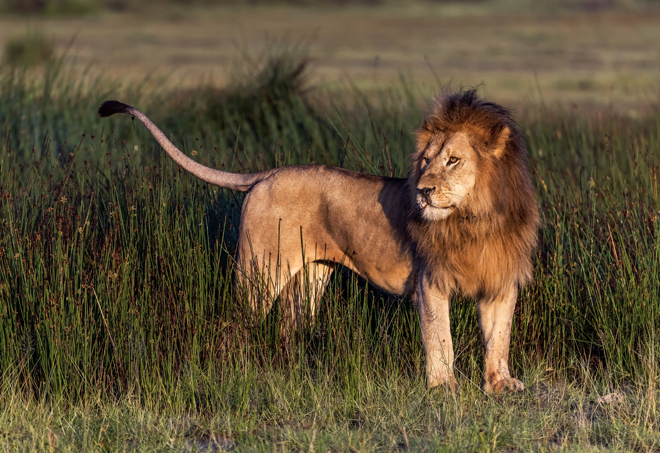 Tanzania 2016 - All'alba