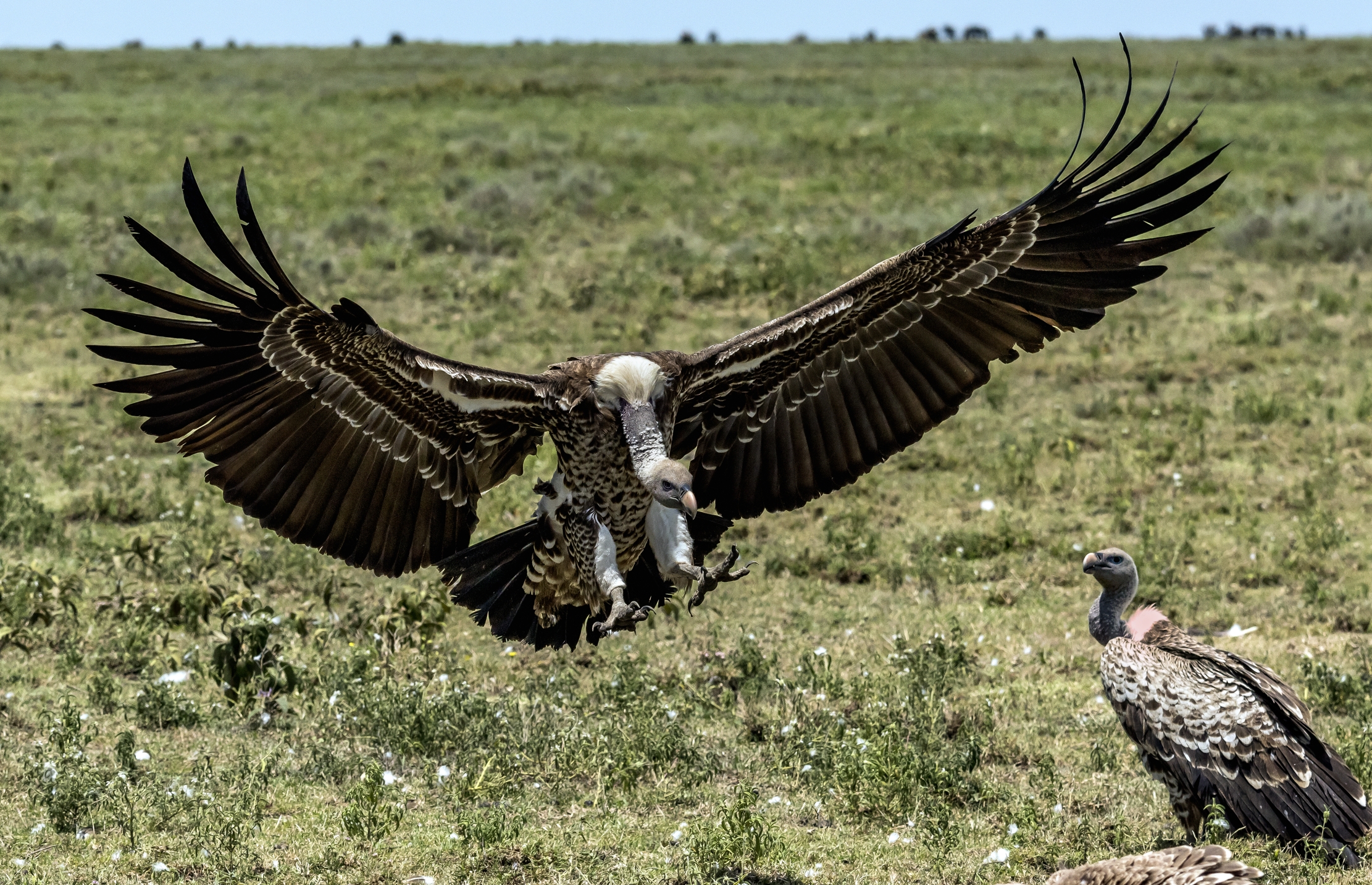 Tanzania 2016 - L'avvoltoio