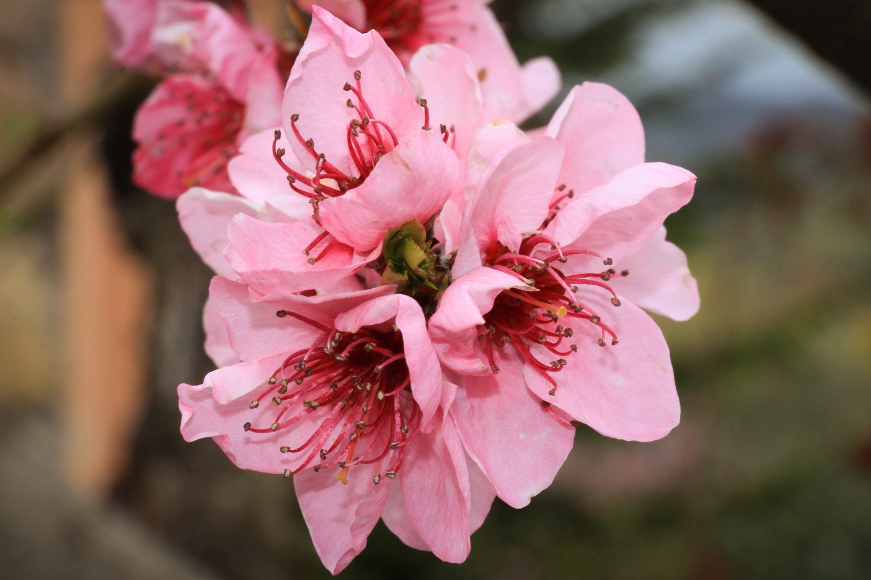 pink peach blossoms flowers