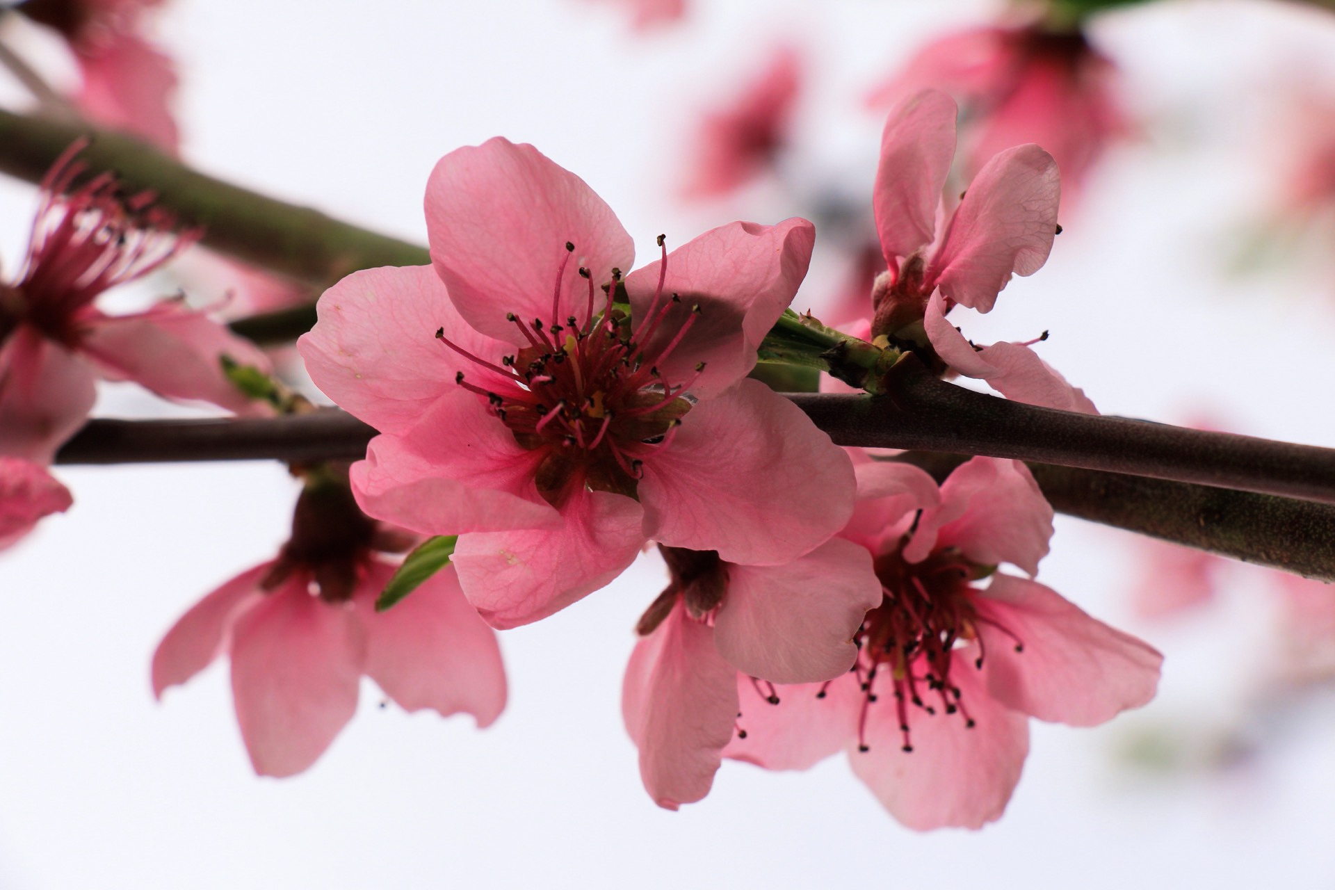 pink flowers peach flowers 2
