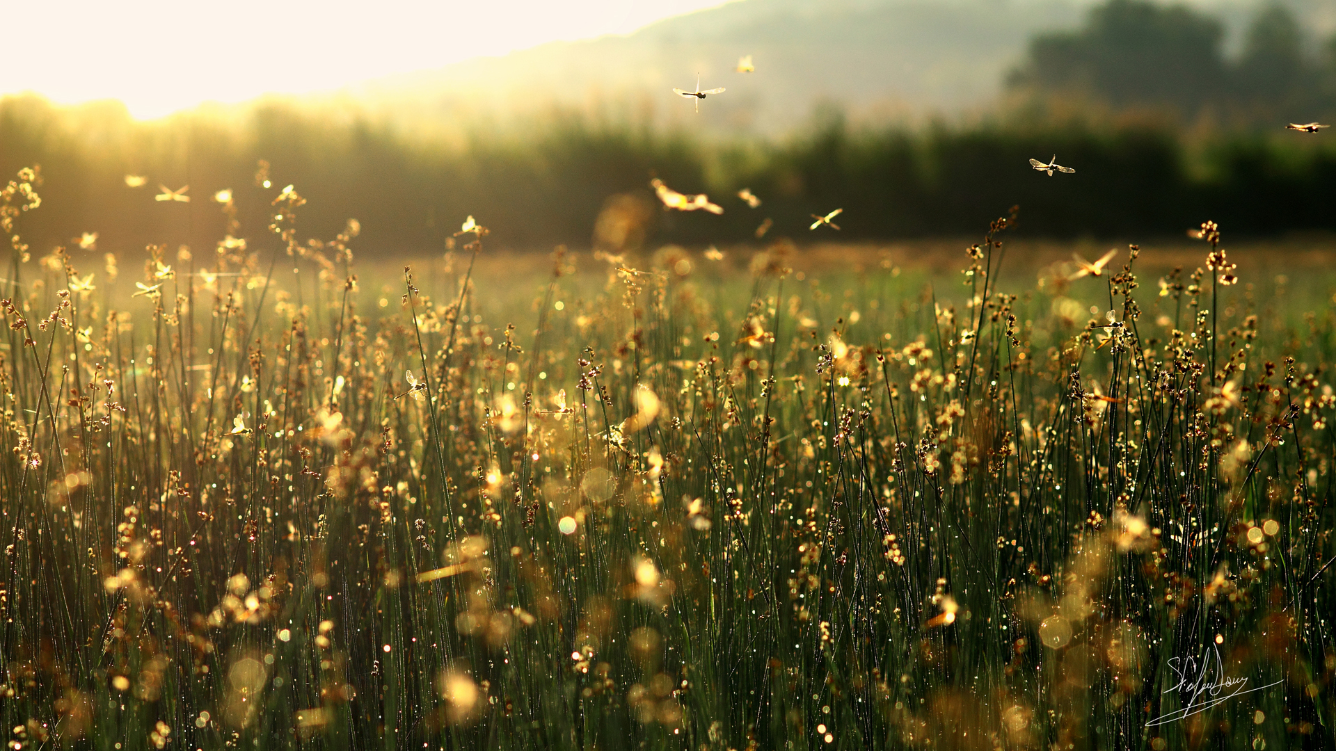 The world of the fairies