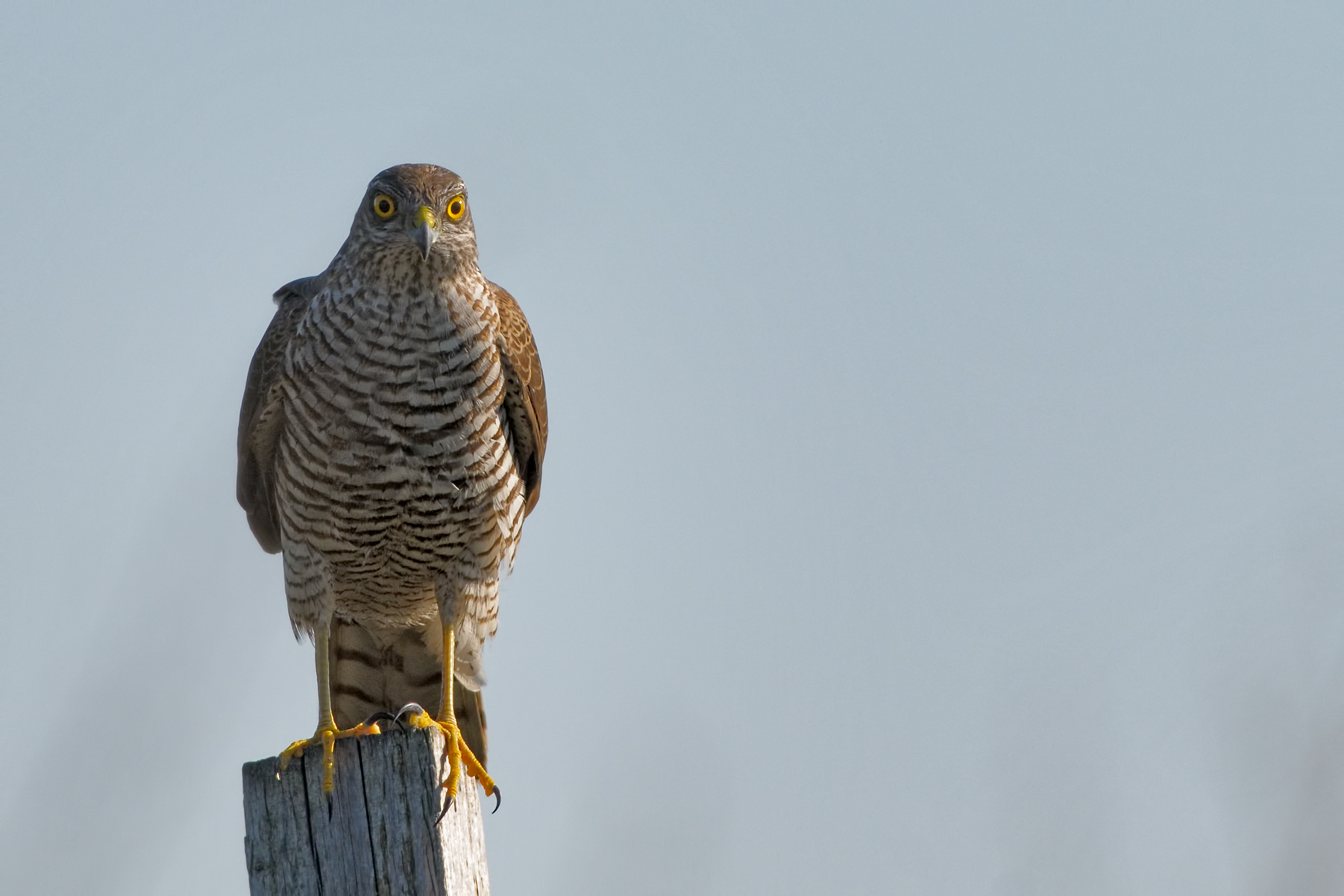 Sparrowhawk (Accipiter nisus)