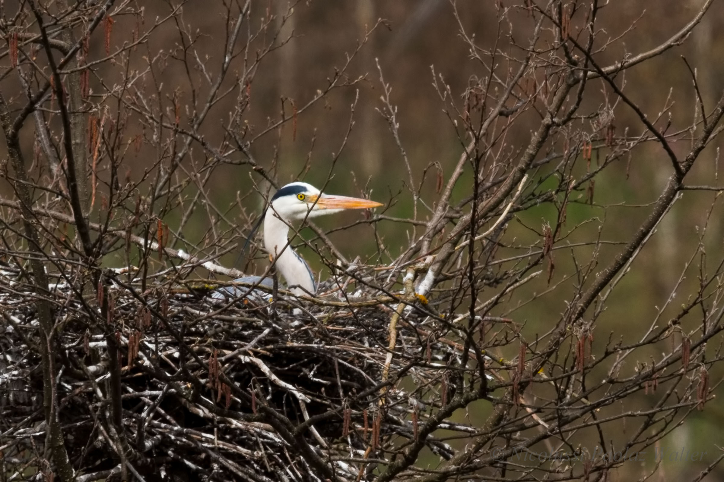 It is shortly to hatch