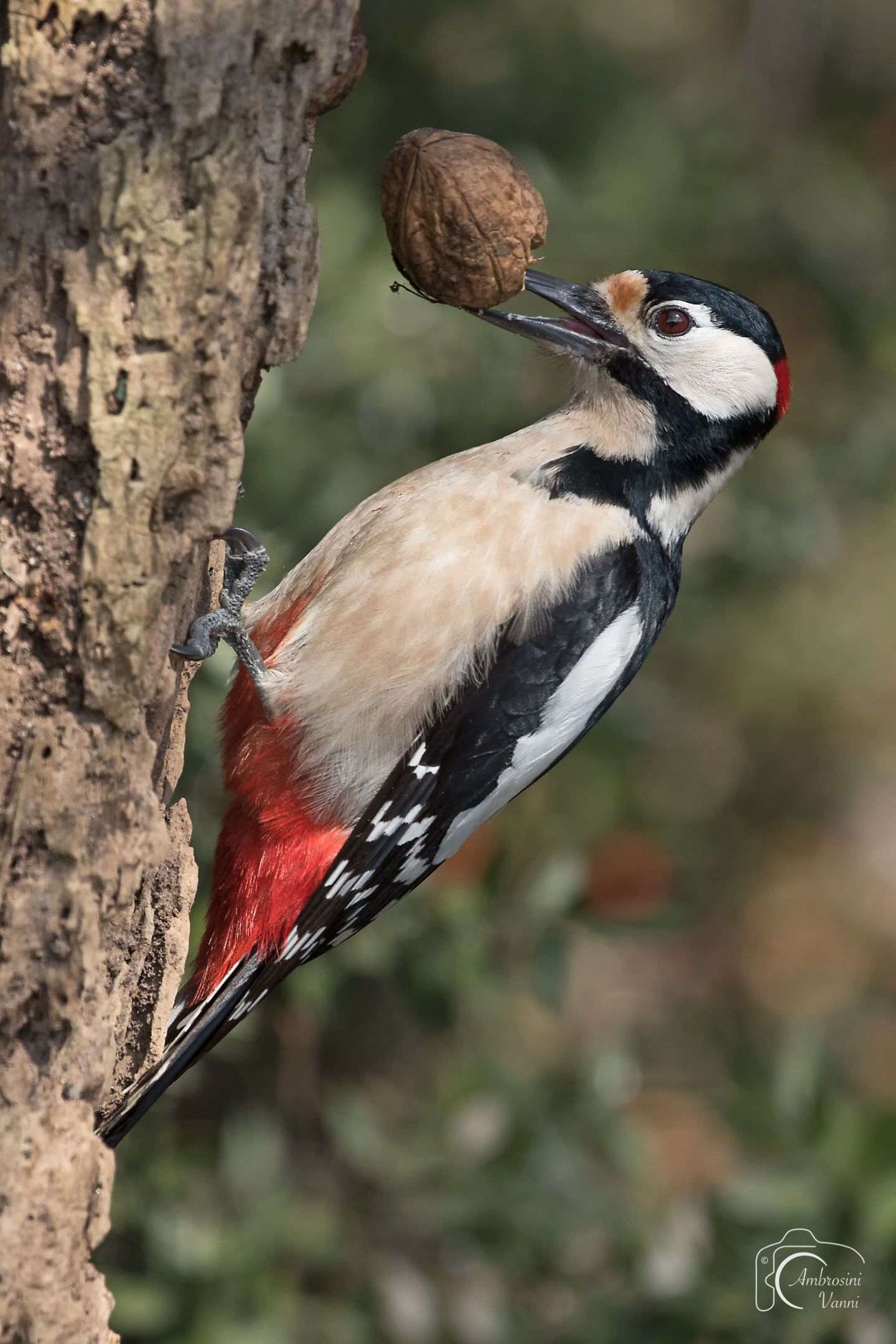 Woodpeckers and nut