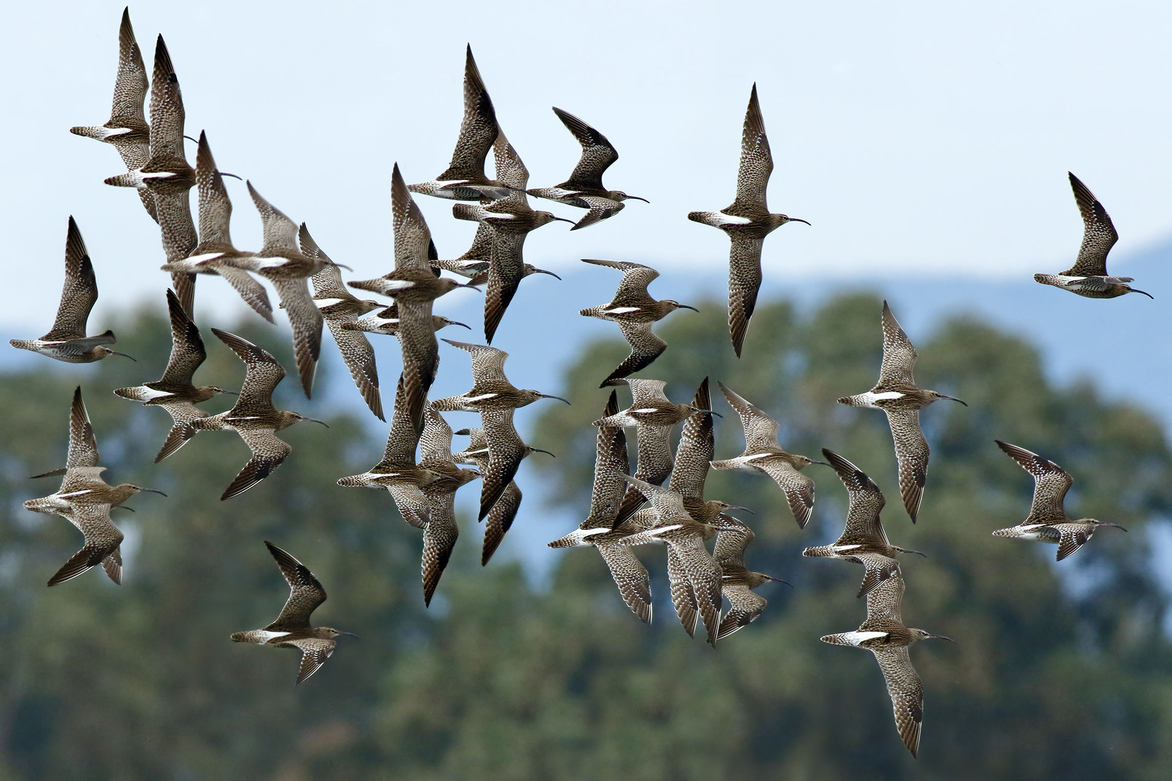 The migration of small curlews 1
