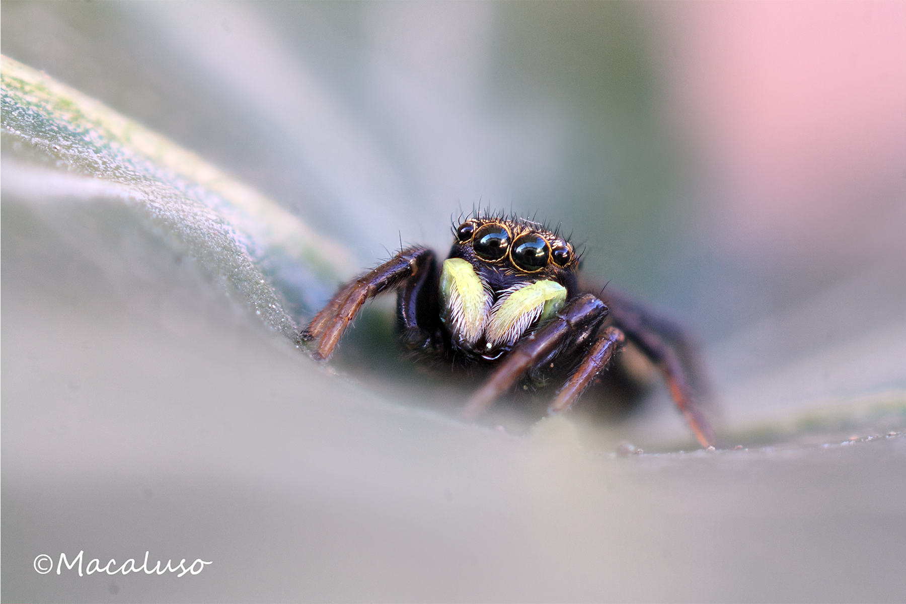 heliophanus tribulosus (F)