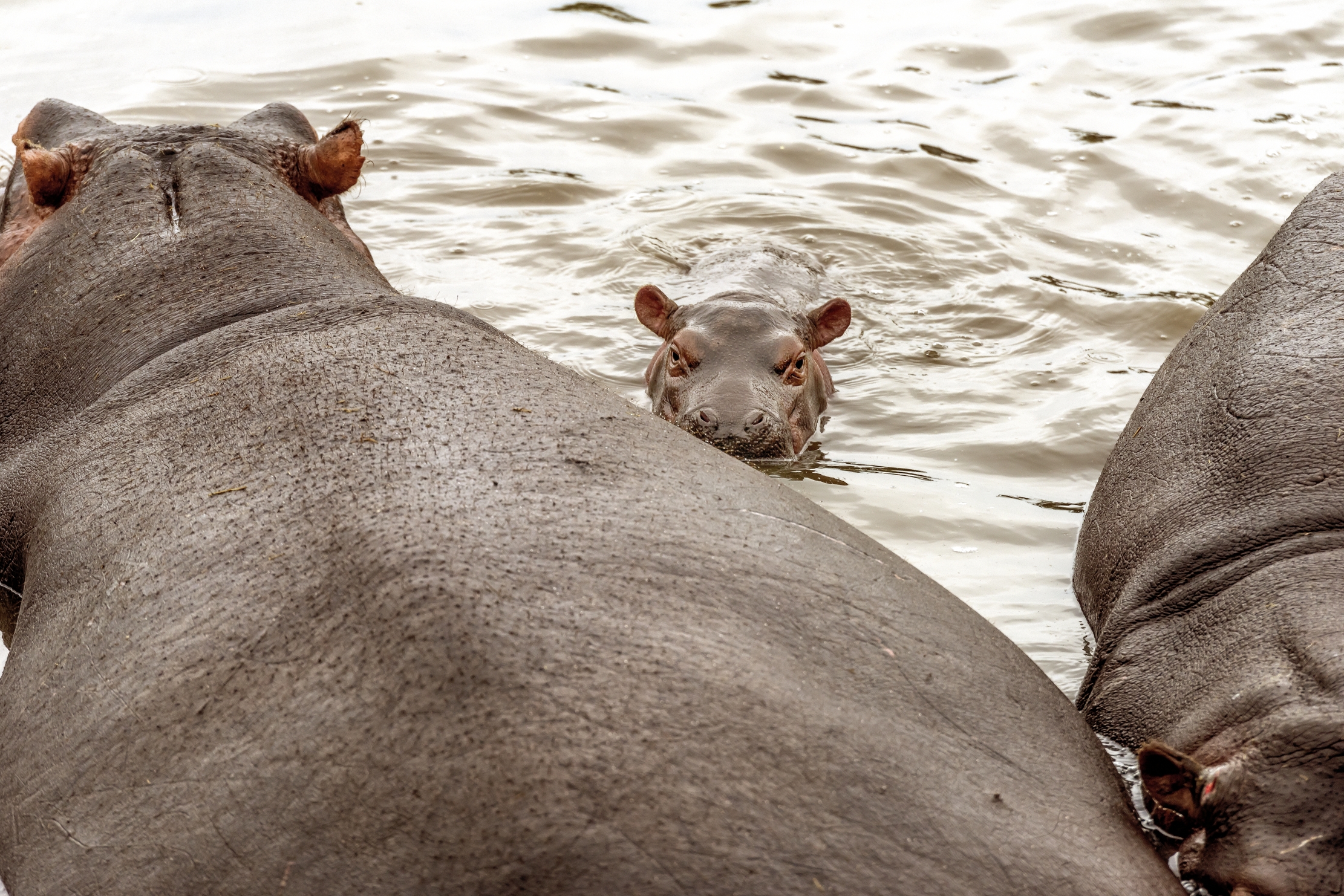 Tanzania 2016 - Un piccolo tra i giganti