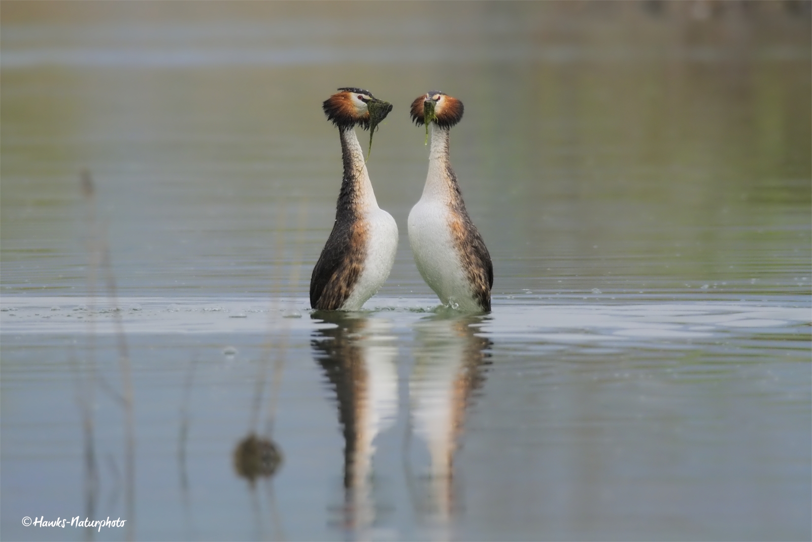 Grebes majoritarian wedding dance