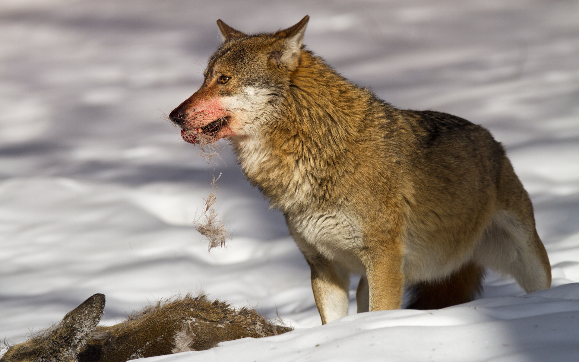 Lupo ha incontrato REE 2