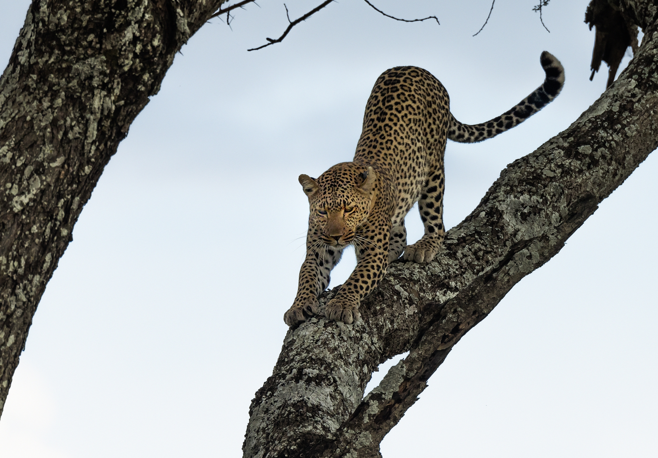 Tanzania 2016 - Leopard