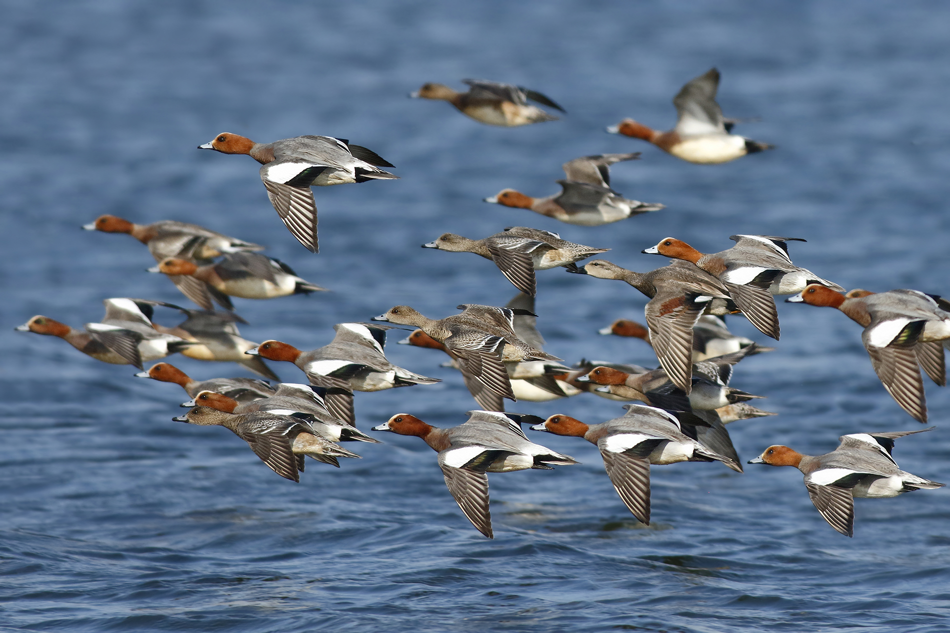 Widgeon flying over the lake