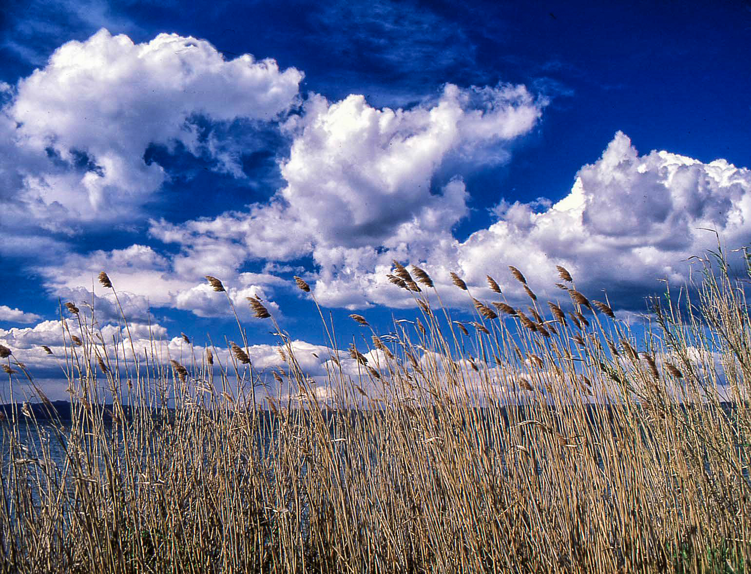 canneti del Trasimeno