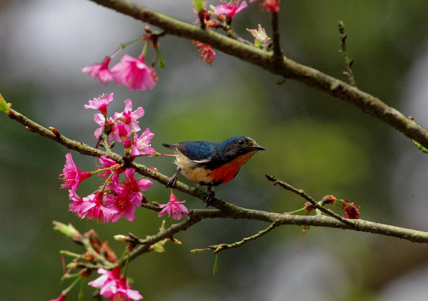 Fire-breasted Flowerpecker