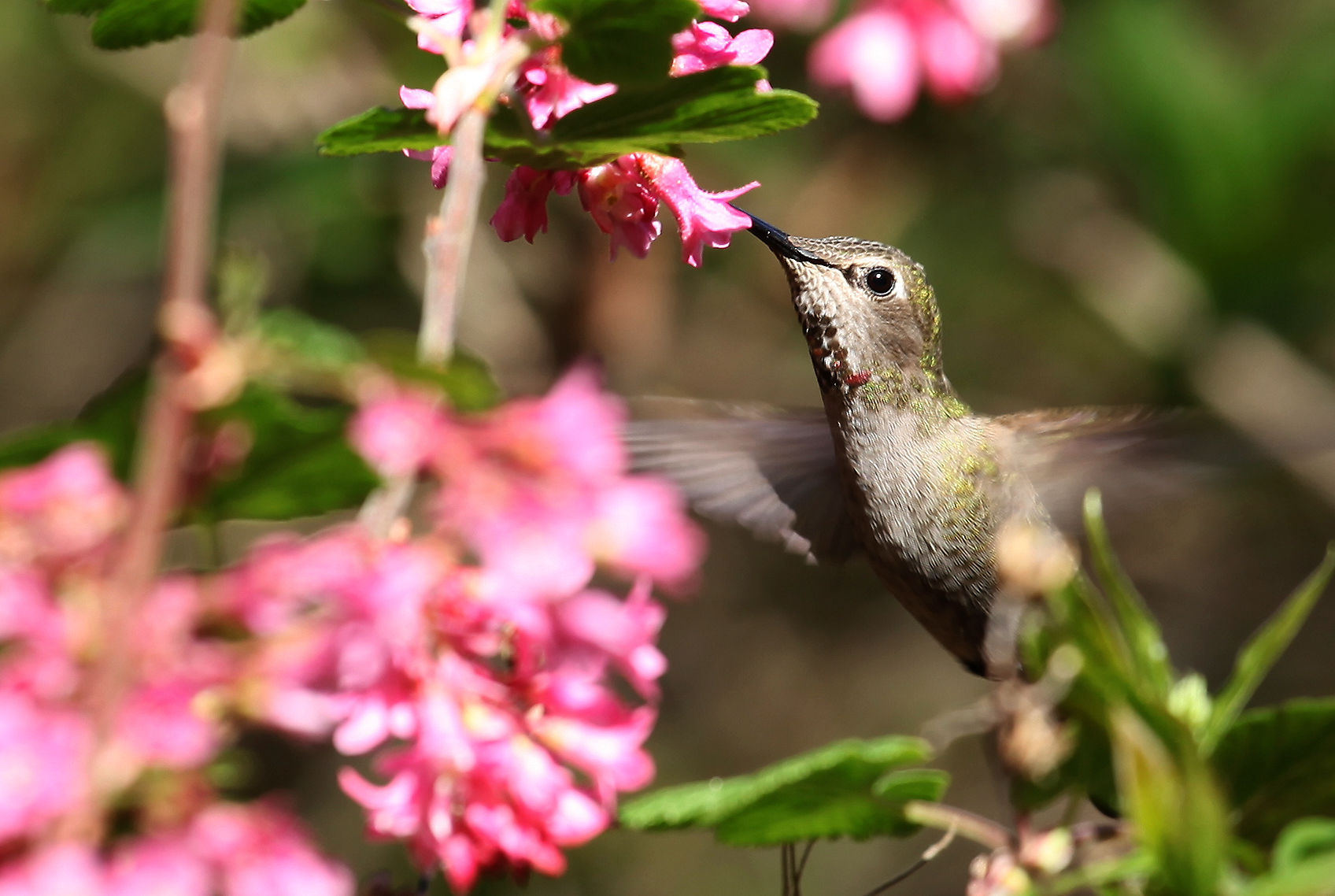 Il Gusto di Primavera