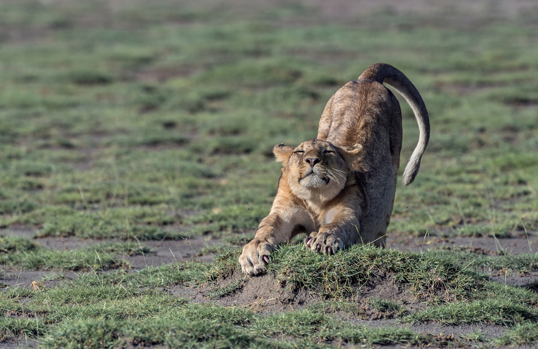 Tanzania 2016 - Stirata...