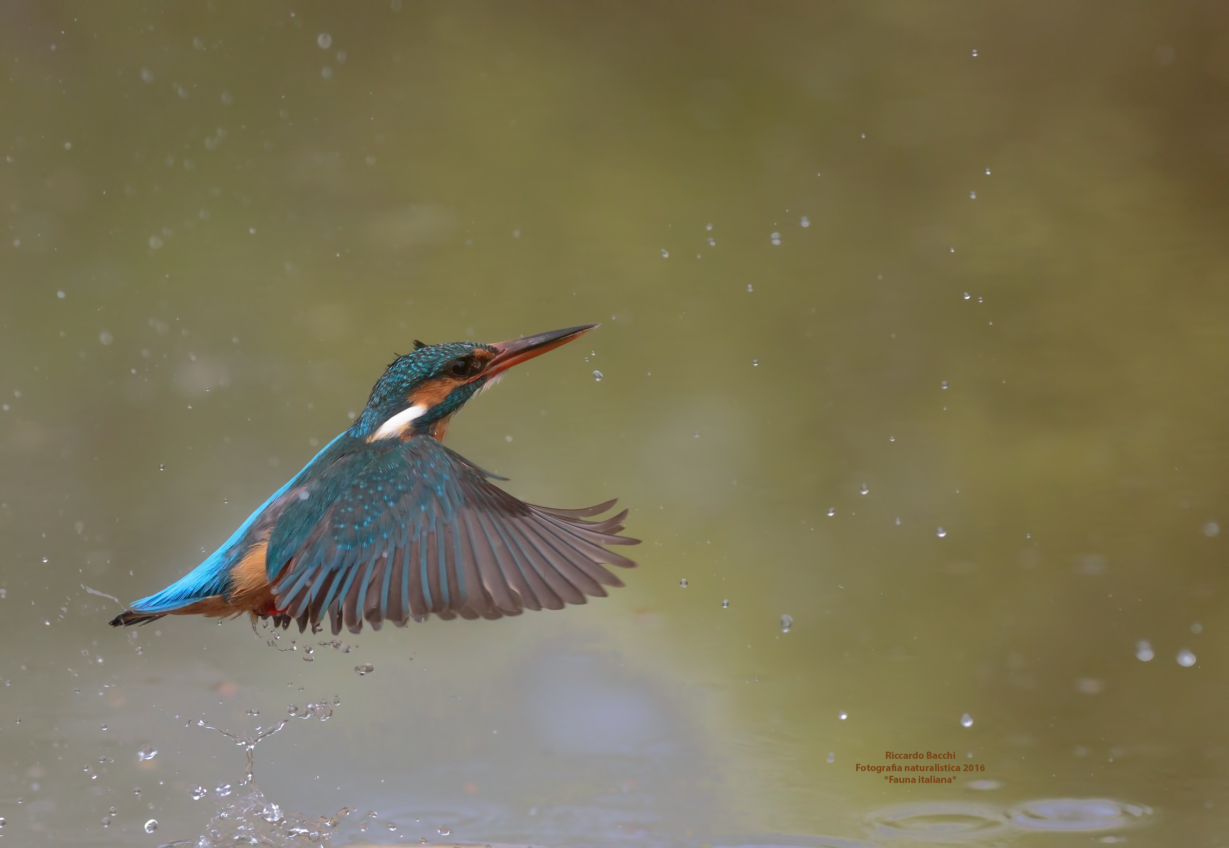 Kingfisher Female Flight