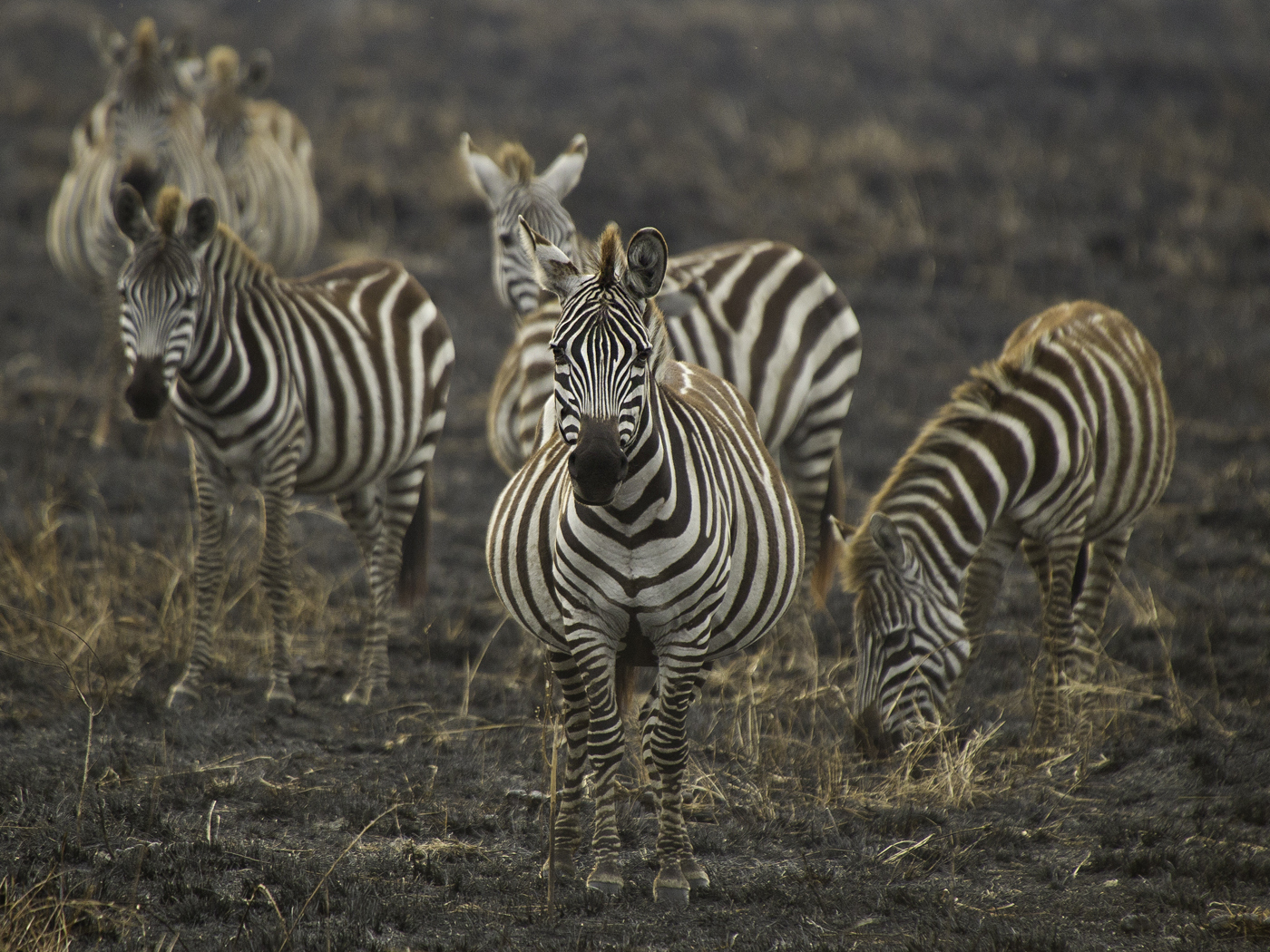 Zebra dopo l'incendio