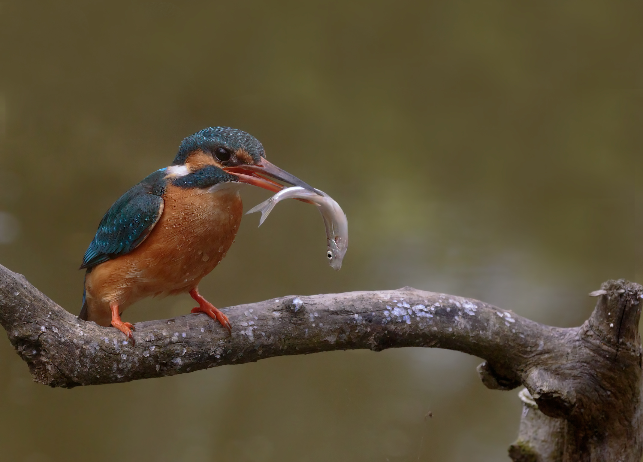 Martina & acquadella