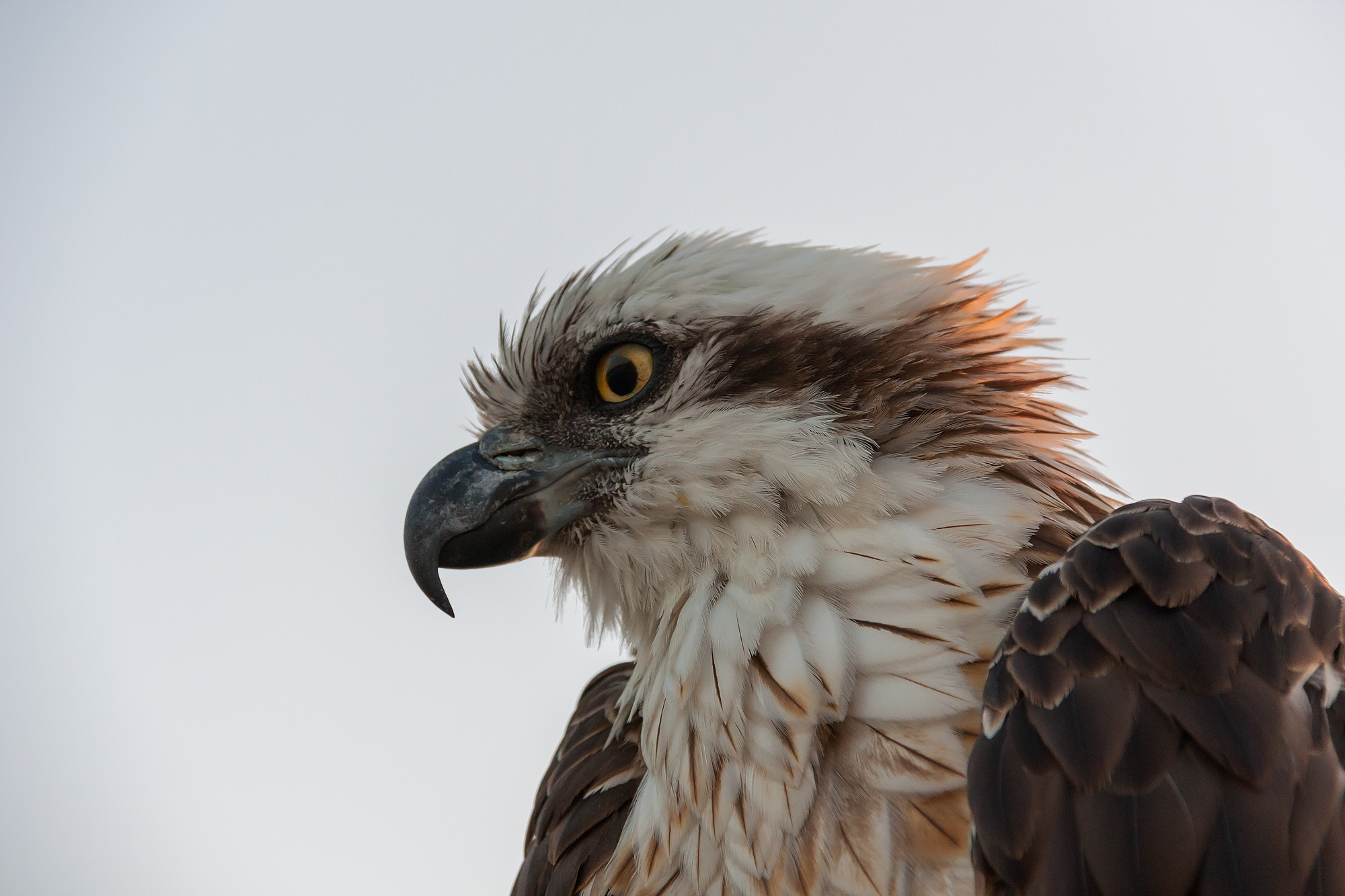 Osprey "Pandion haliaetus"