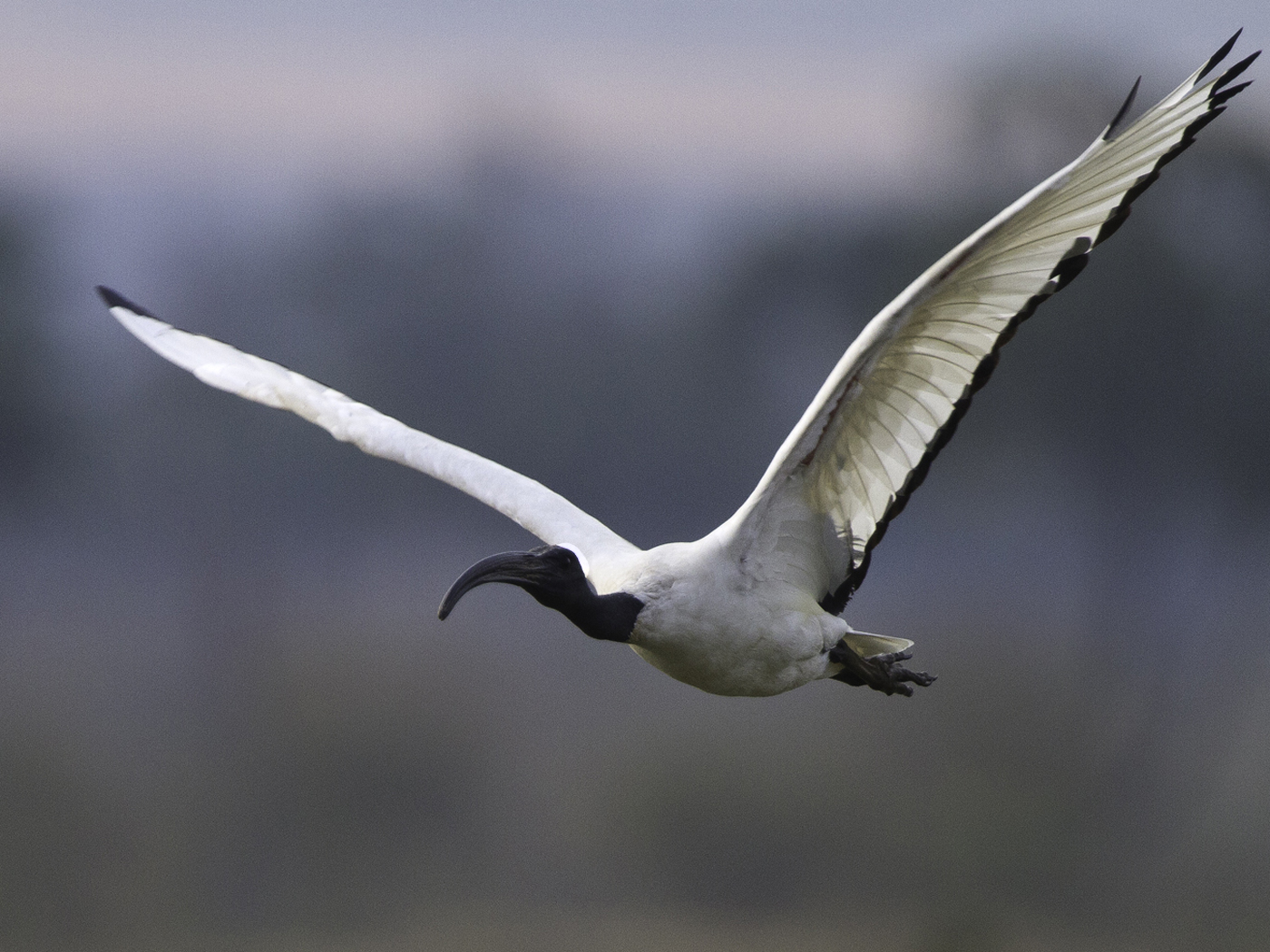 Vliegende Heilige Ibis