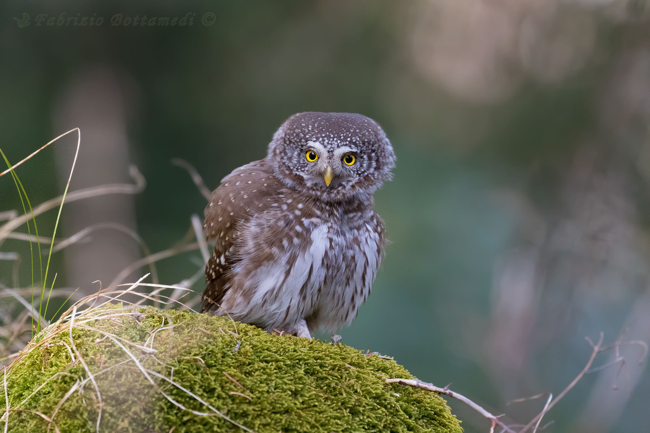 Coquette dwarf, the curious goblin of the woods