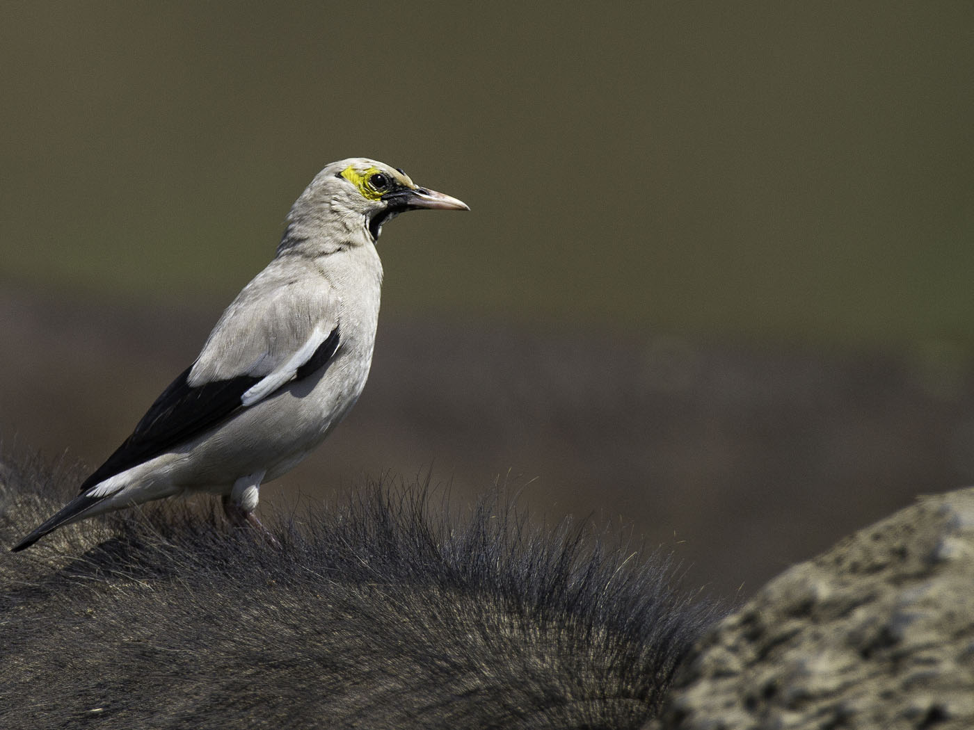 lelspreeuw op Buffel